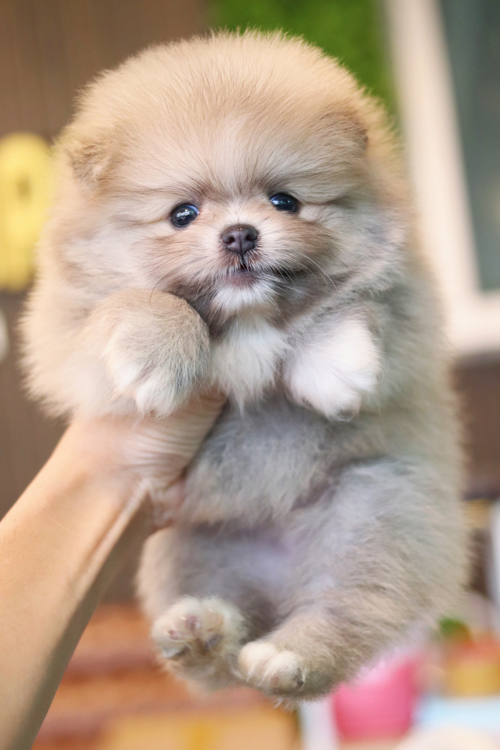 ปอมเมอเรเนียน เพศผู้ สีโอวัลติน