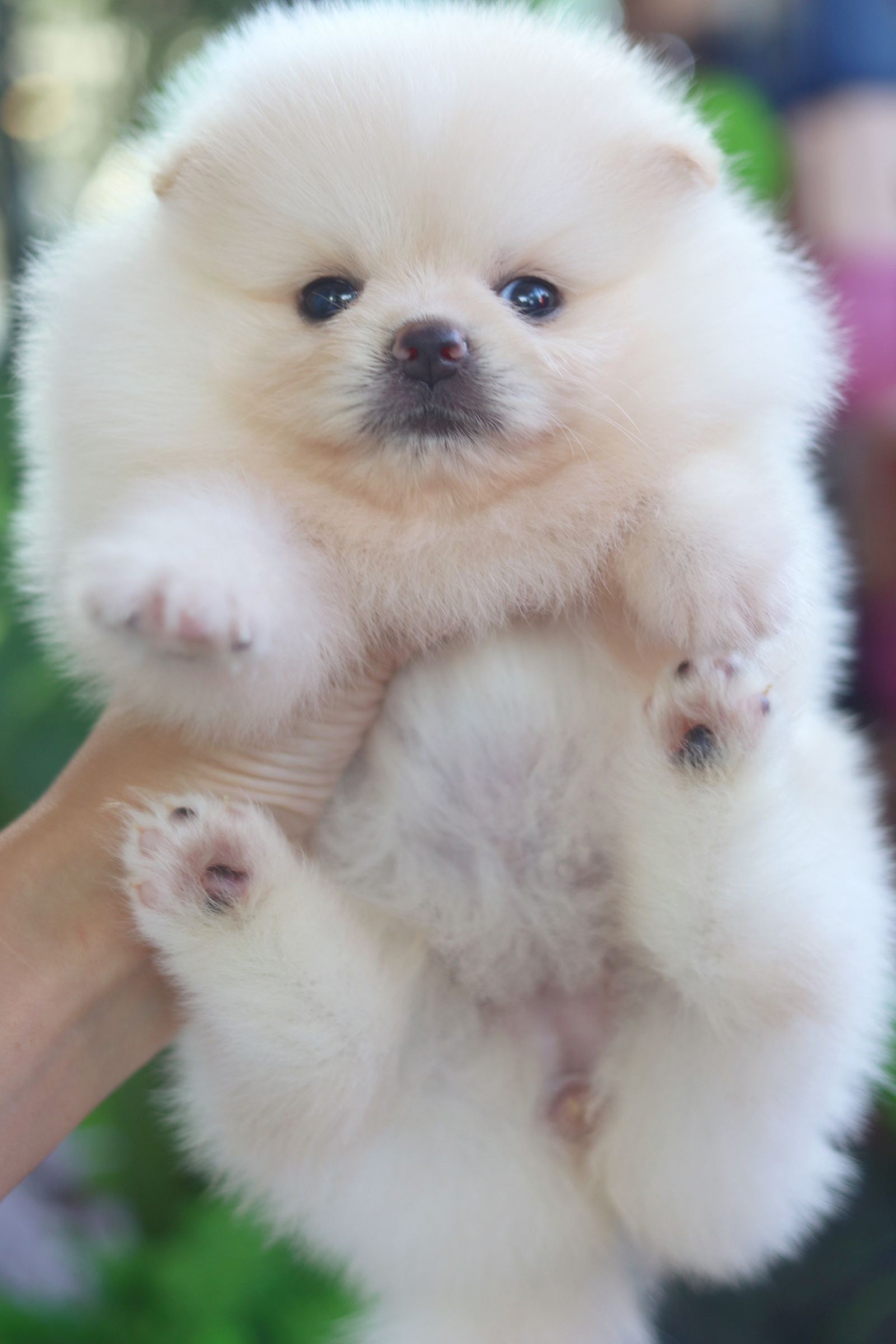 ปอมเมอเรเนียน เพศเมียสีขาวครีม