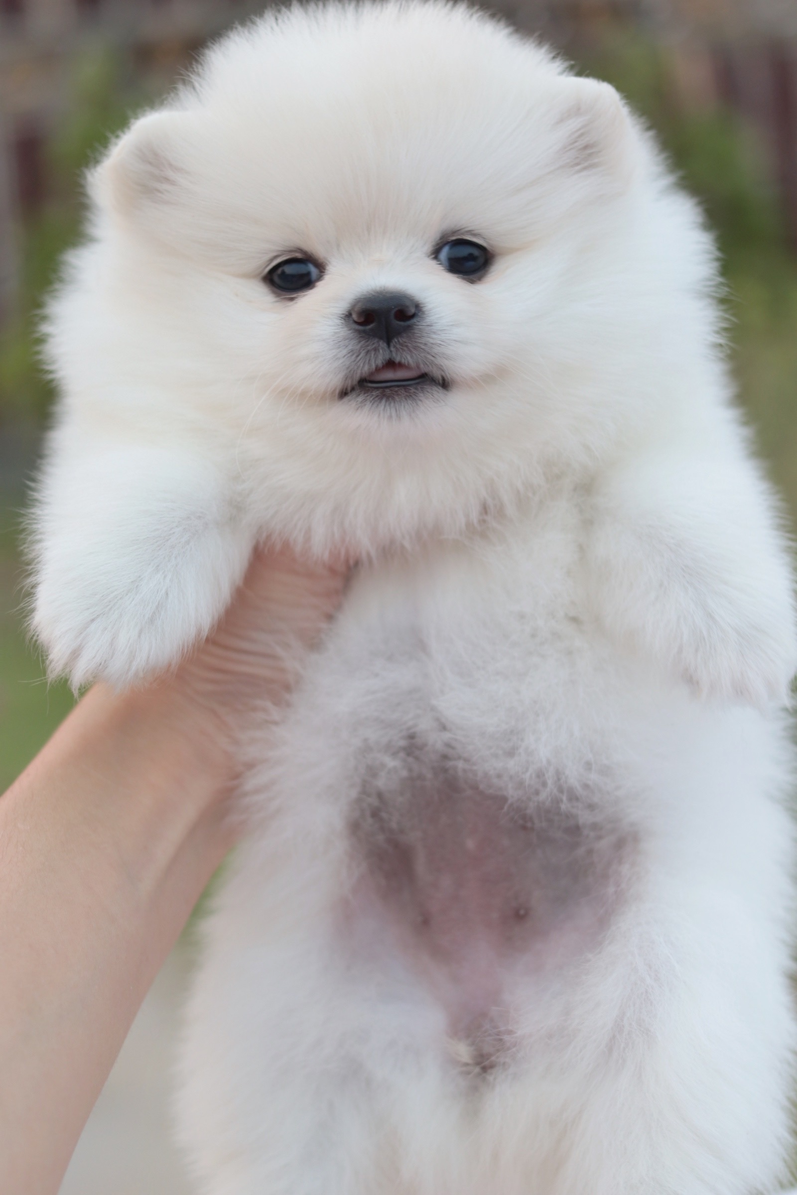 ปอมเมอเรเนียน เพศเมียขาวครีม