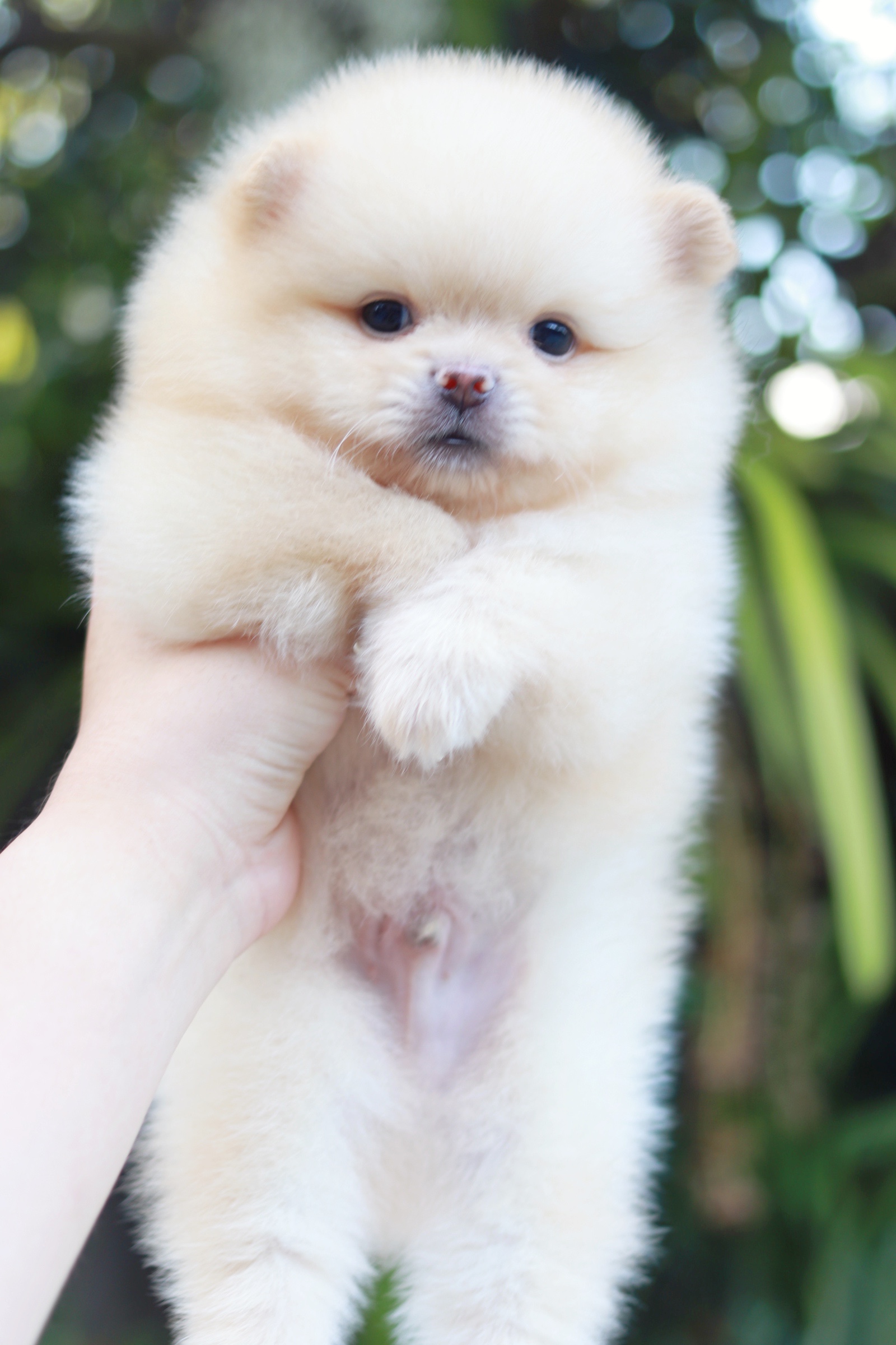 ปอมเมอเรเนียน เพศผู้ สีครีม