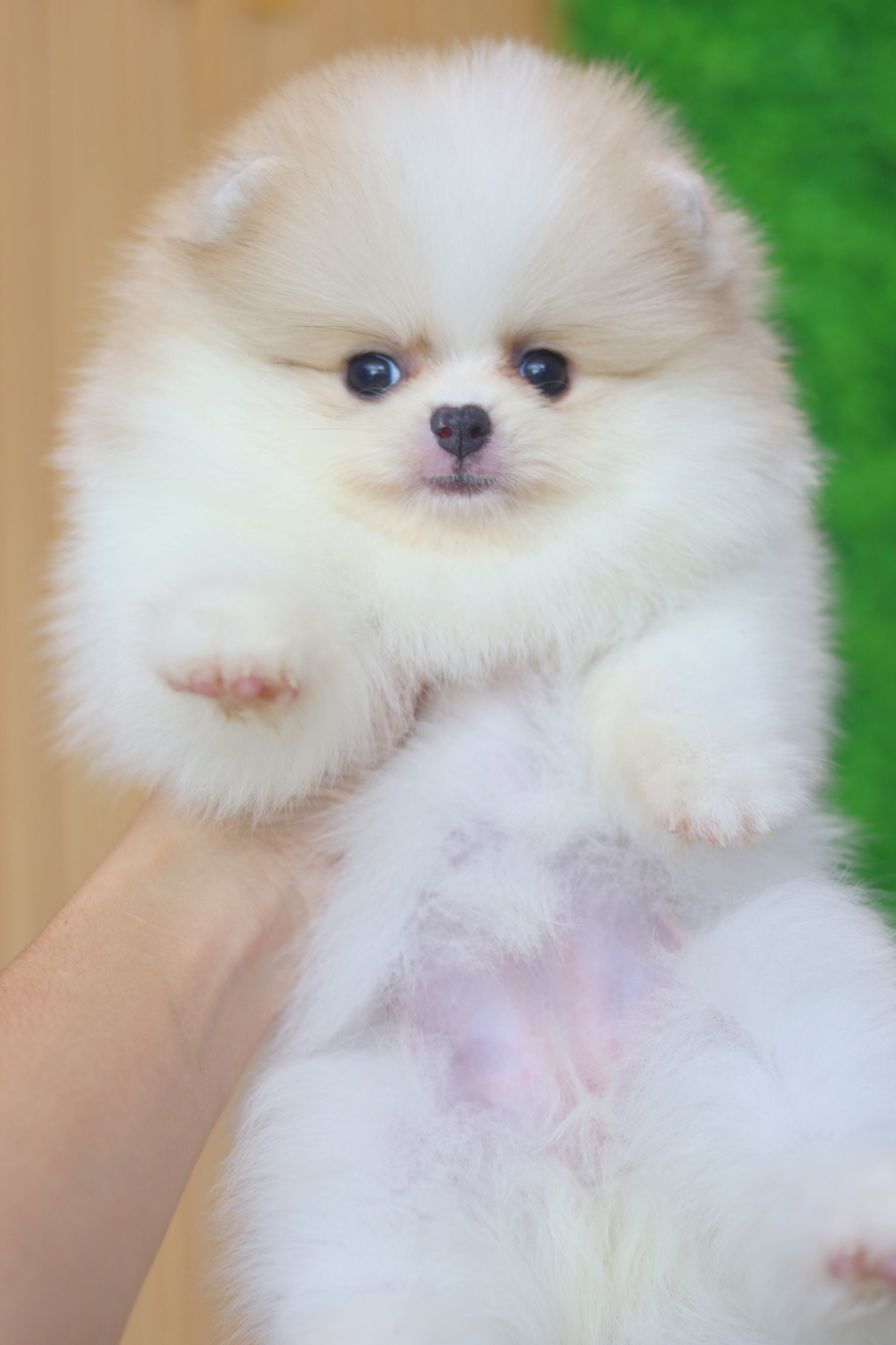 ปอมเมอเรเนียน เพศเมียสีแฟนซีเกรดโชว์