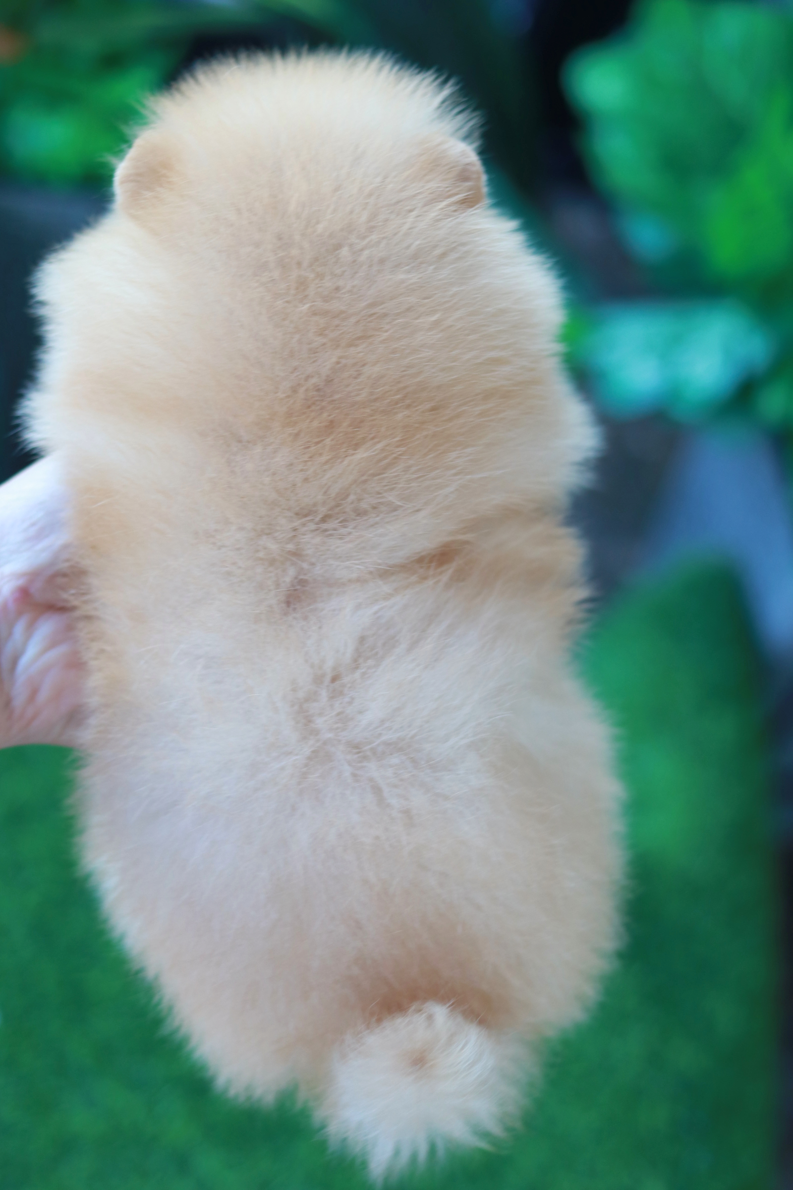 ปอมเมอเรเนียน เพศผู้ สีครีม