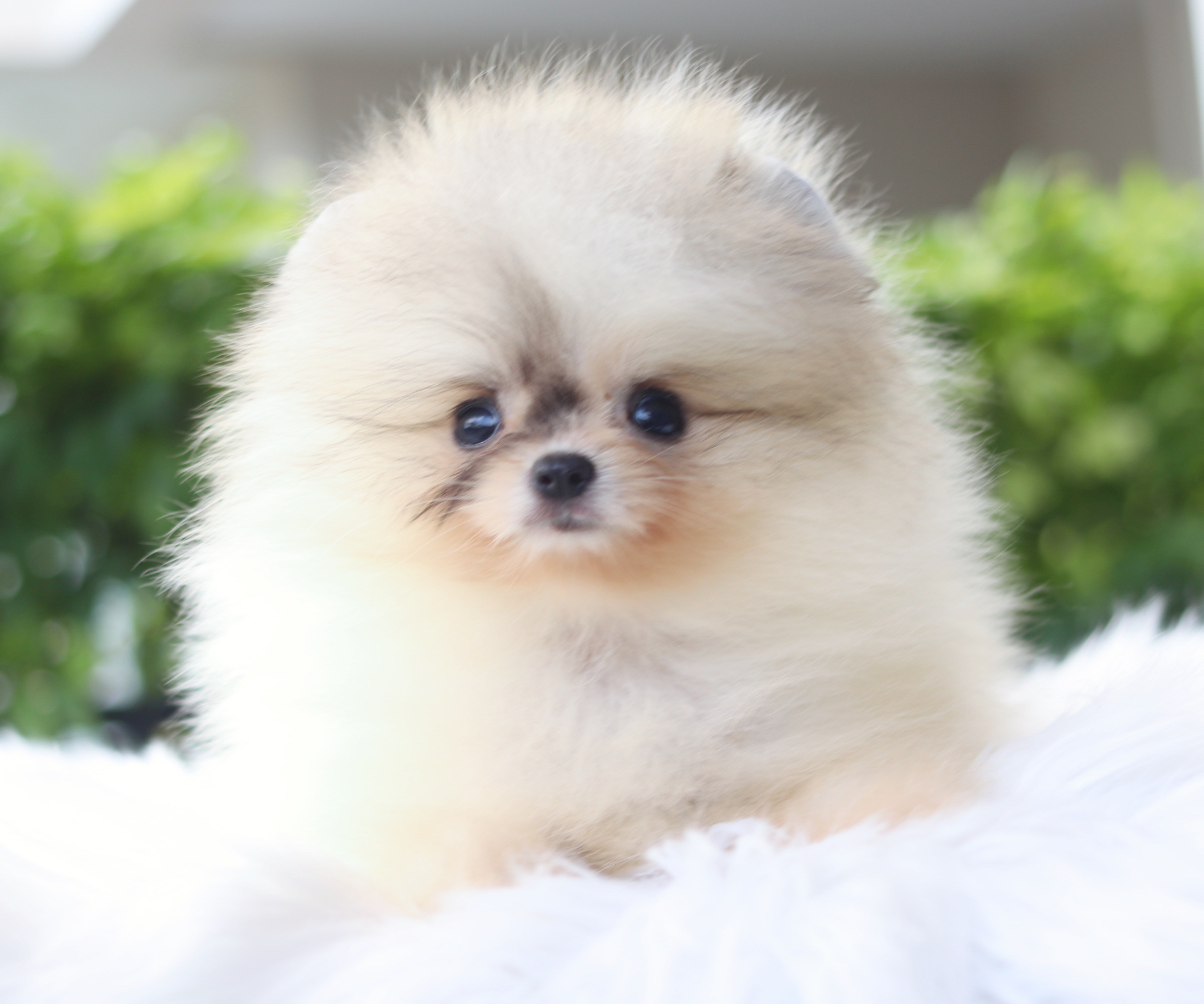 ปอมเมอเรเนียน เพศเมีย สีแฟนซี ไซส์เล็ก เกรดโชว์