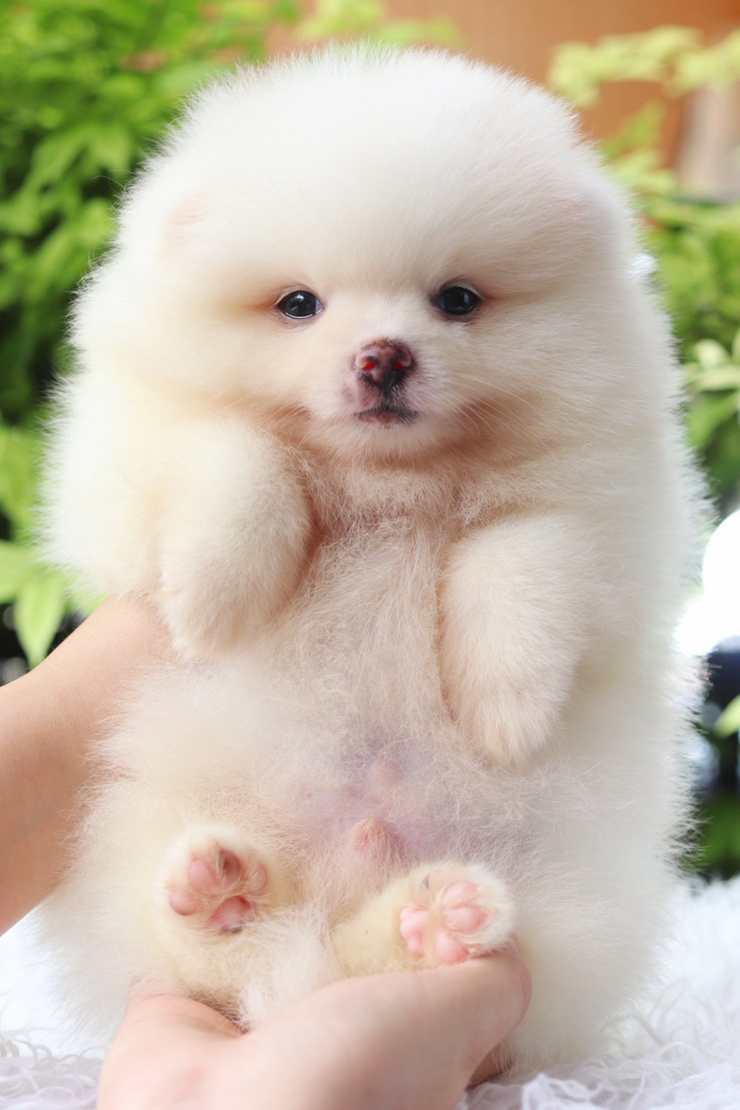 ปอมเมอเรเนียน เพศผู้สีขาวครีม