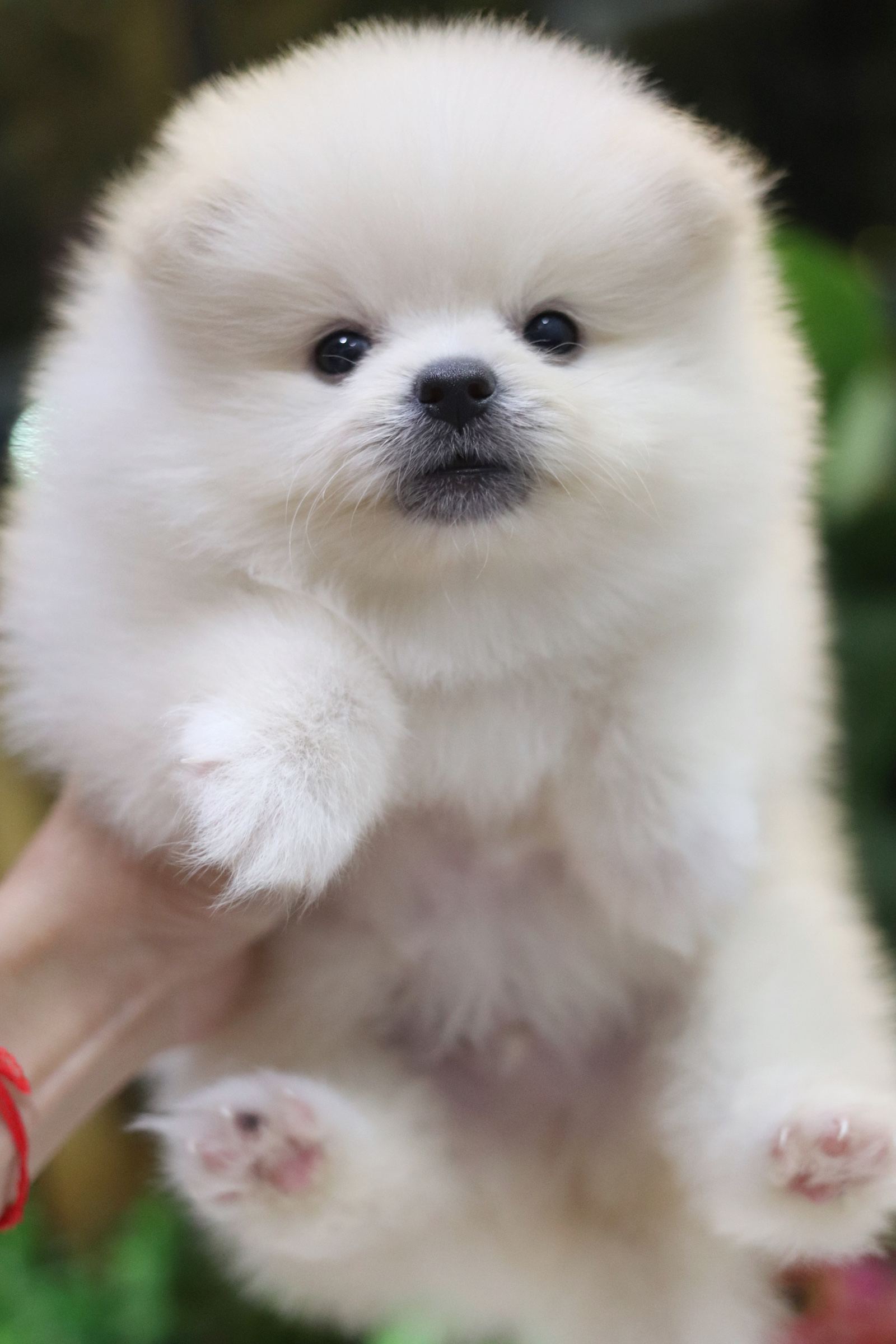 ปอมเมอเรเนียน เพศผู้ สีขาวครีม