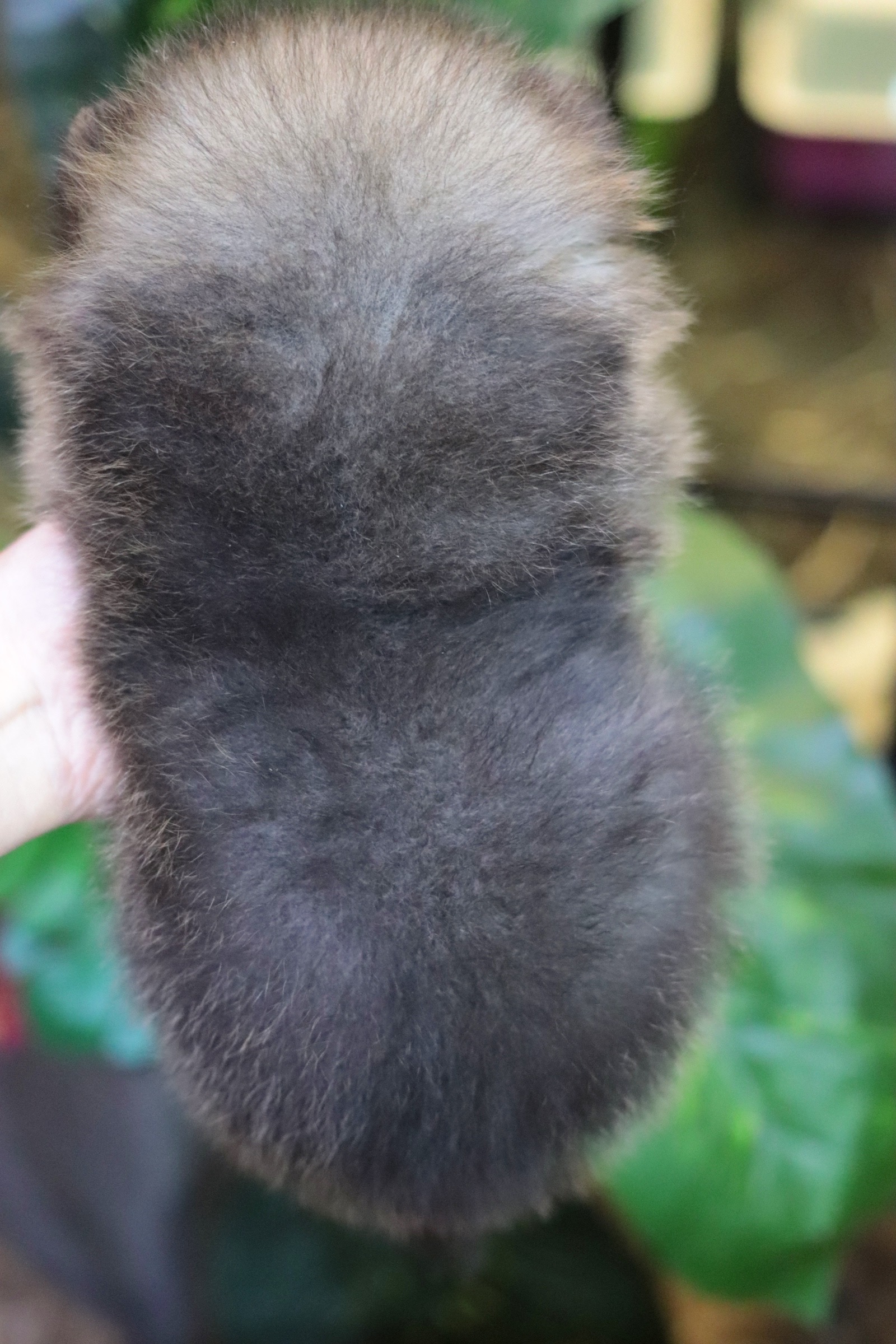 ปอมเมอเรเนียน เพศผู้สีส้มเซเบิ้ล