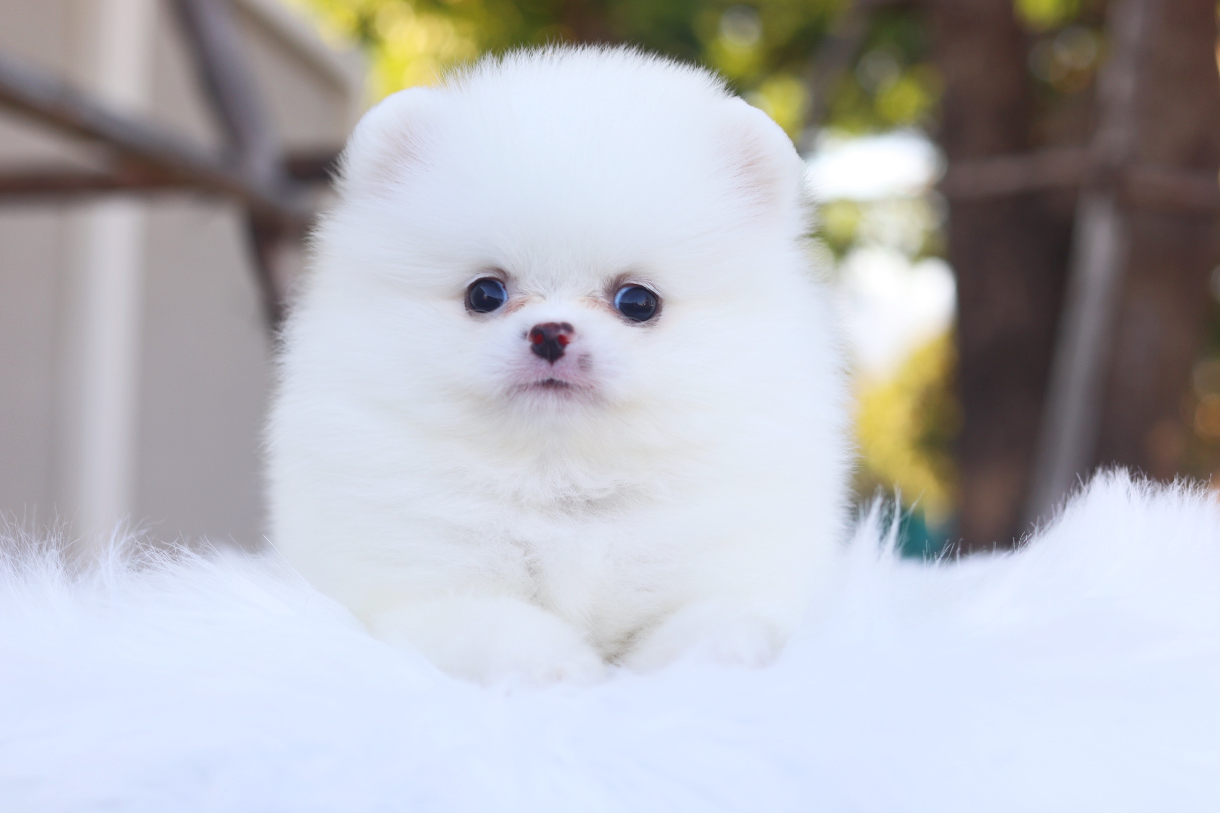 ปอมเมอเรเนียน เพศผู้ สีขาวครีม