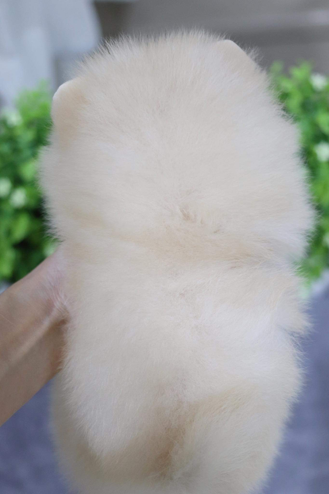 ปอมเมอเรเนียน เพศผู้