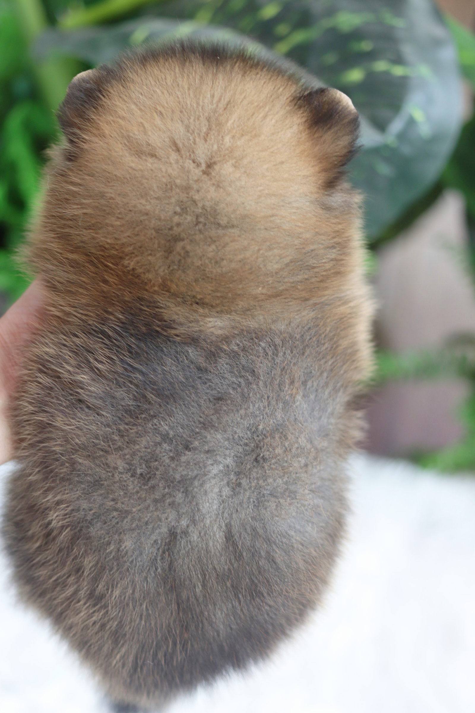 ปอมเมอเรเนียน เพศผู้ สีส้ม