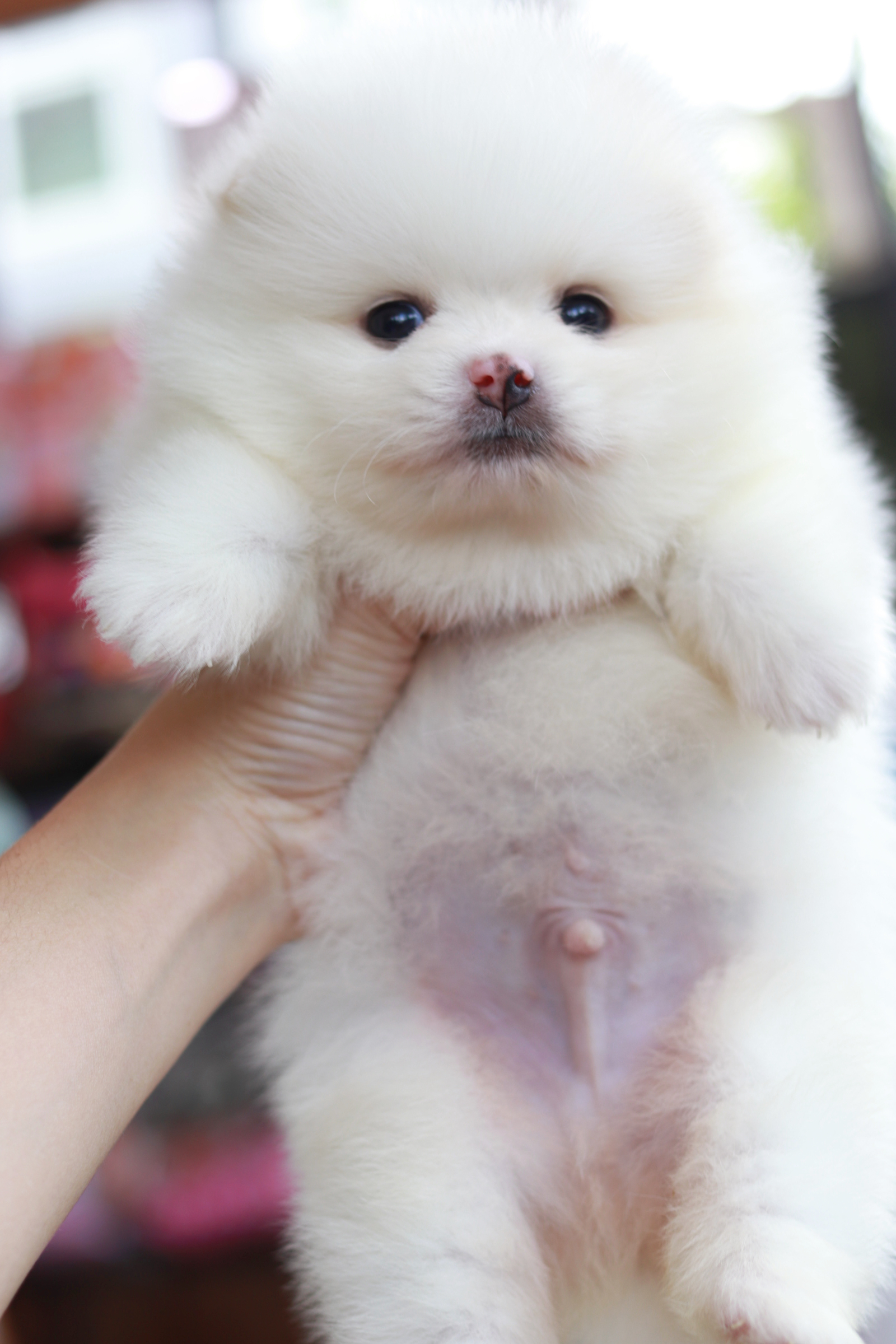 ปอมเมอเรเนียน เพศผู้ สีขาว