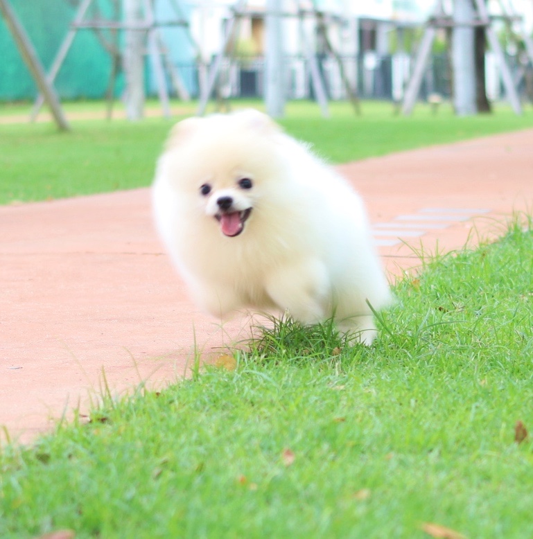 ปอมเมอเรเนียน เพศผู้ สีครีม