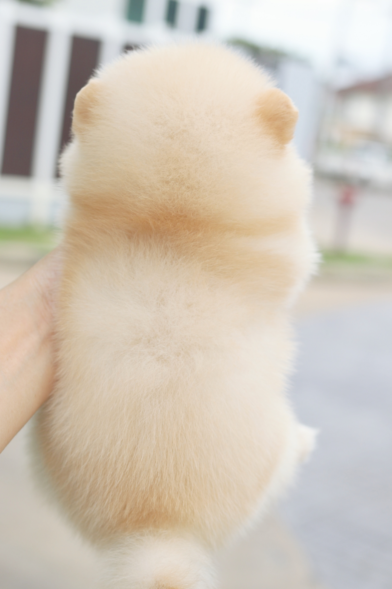 ปอมเมอเรเนียน เพศเมียสีครีม