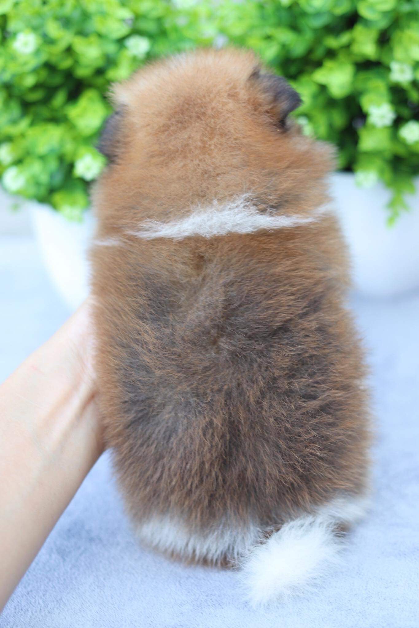 ปอมเมอเรเนียน เพศเมีย