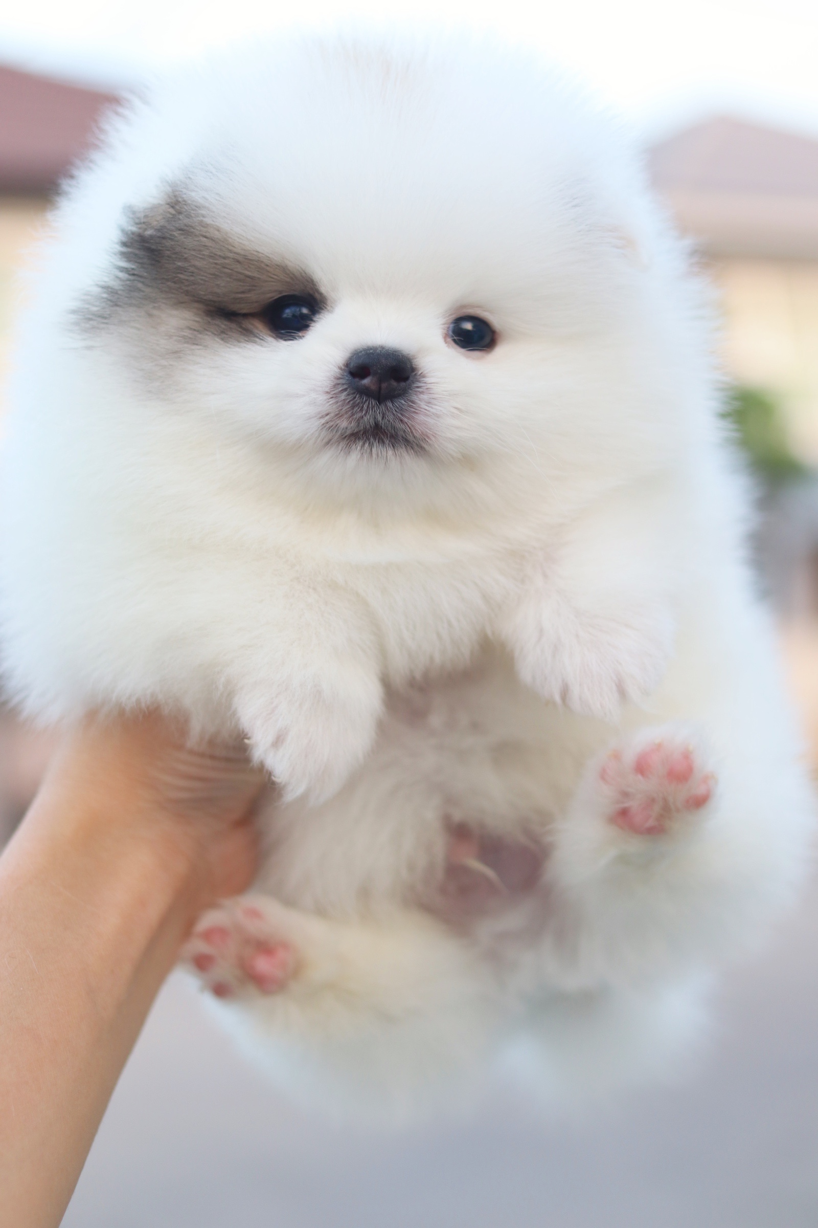 ปอมเมอเรเนียน เพศผู้สีแฟนซี