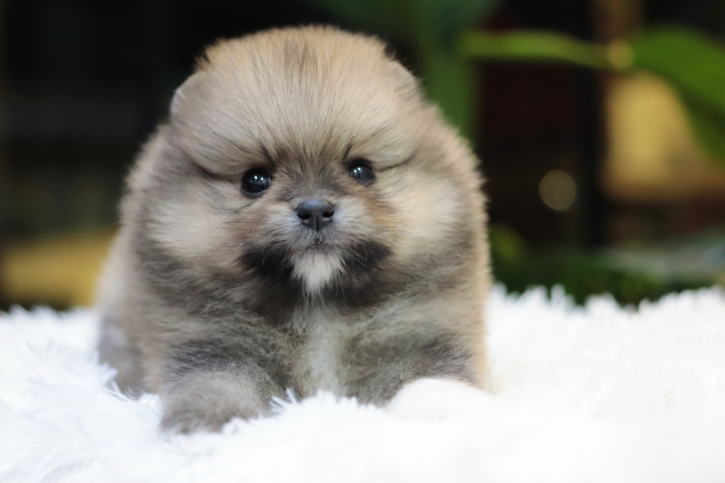 ปอมเมอเรเนียน เพศผู้ สีส้ม