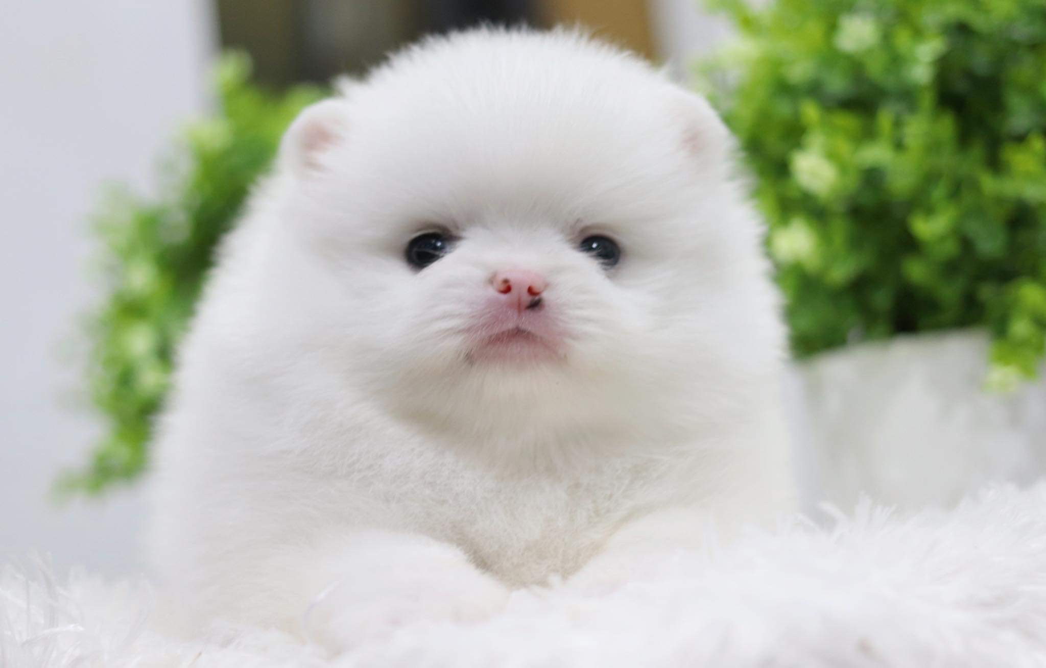 ปอมเมอเรเนียน เพศผู้