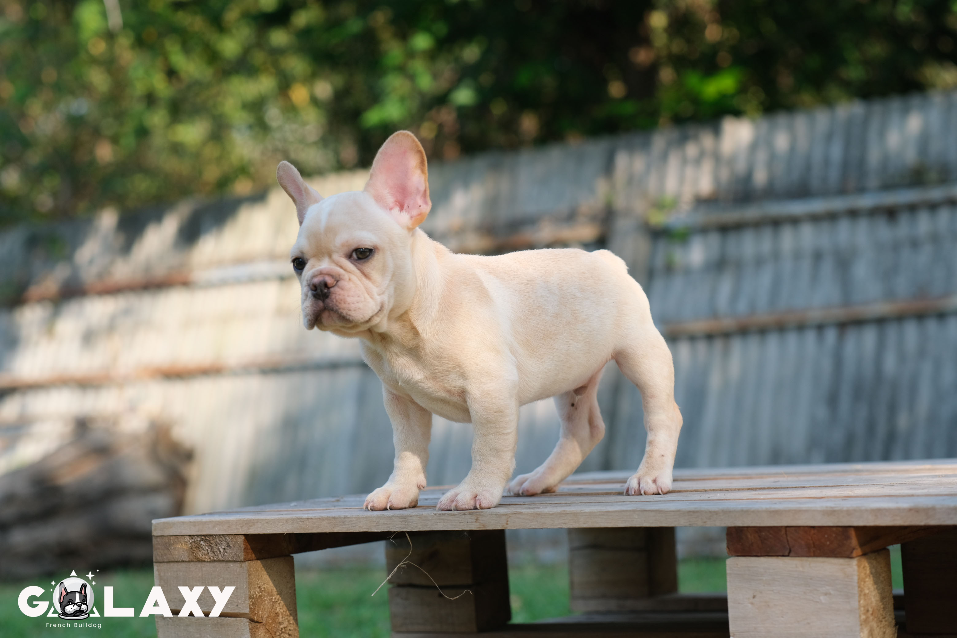 เด็กชาย เฟรนช์บูลด็อก หน้าย่นๆ สายเลือดดี พร้อมใบเพ็ดดีกรี ราคาไม่แพง