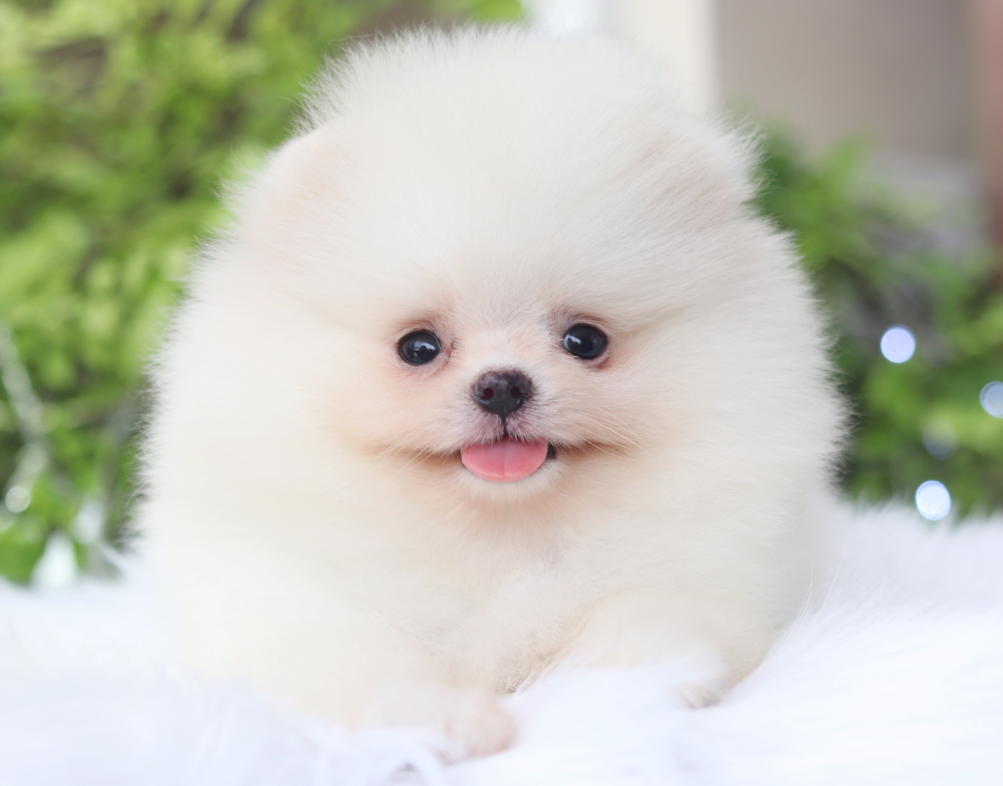 ปอมเมอเรเนียน เพศผู้สีขาวครีมเกรดโชว์