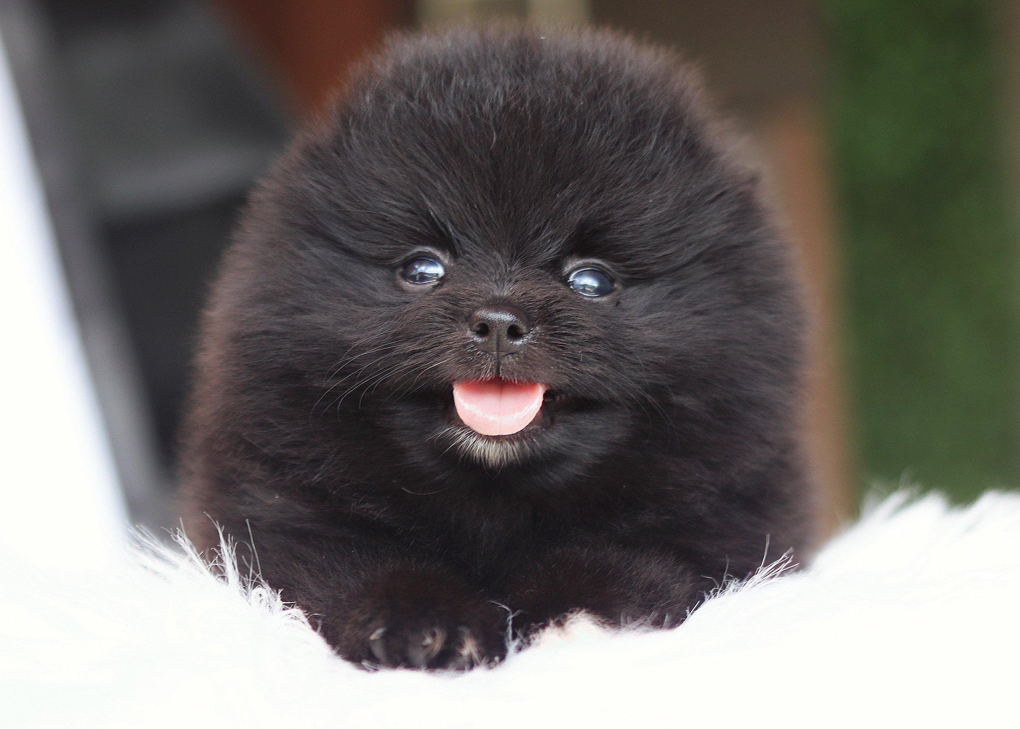 ปอมเมอเรเนียน เพศเมียสีดำ