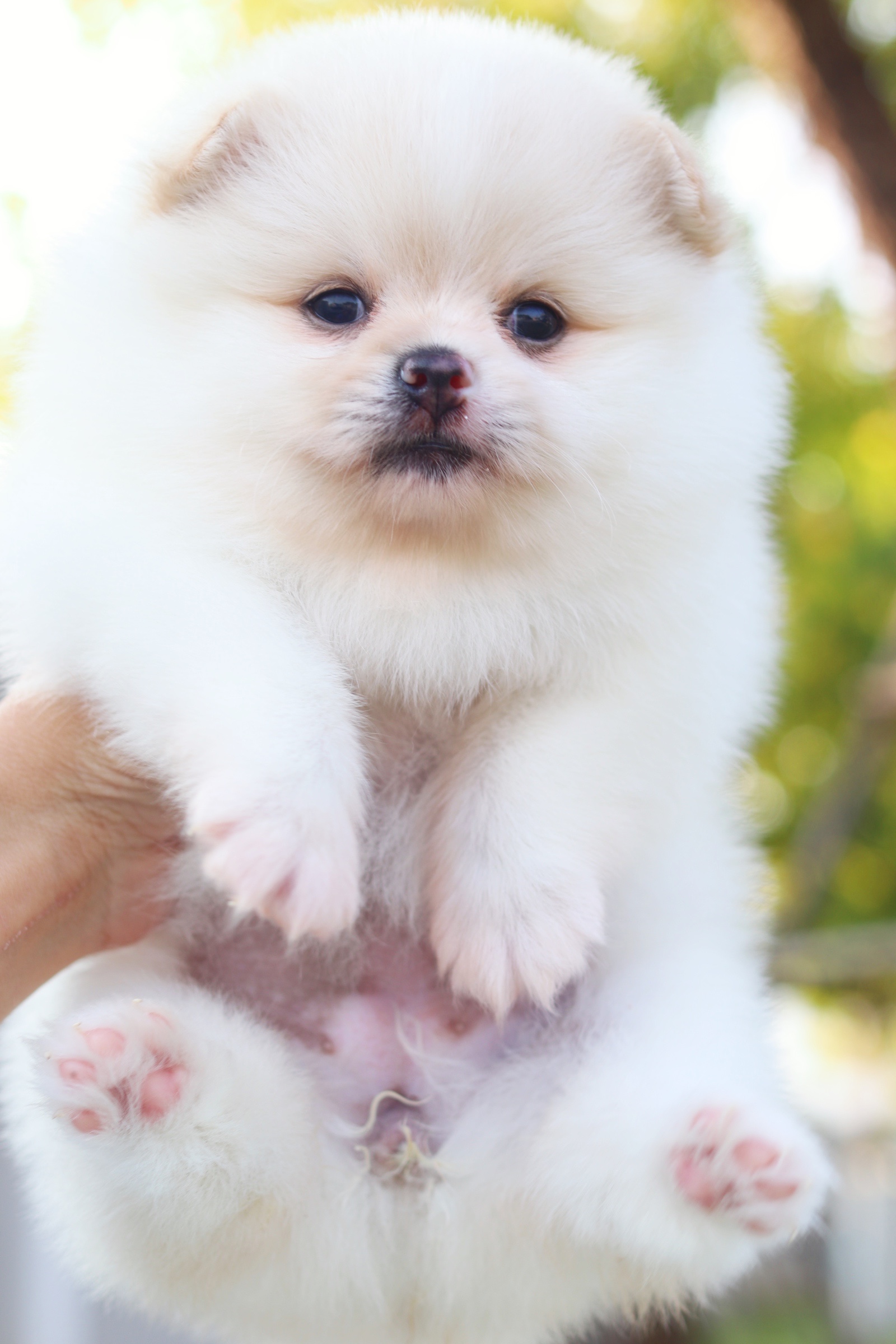 ปอมเมอเรเนียน เพศเมียสีขาวครีม