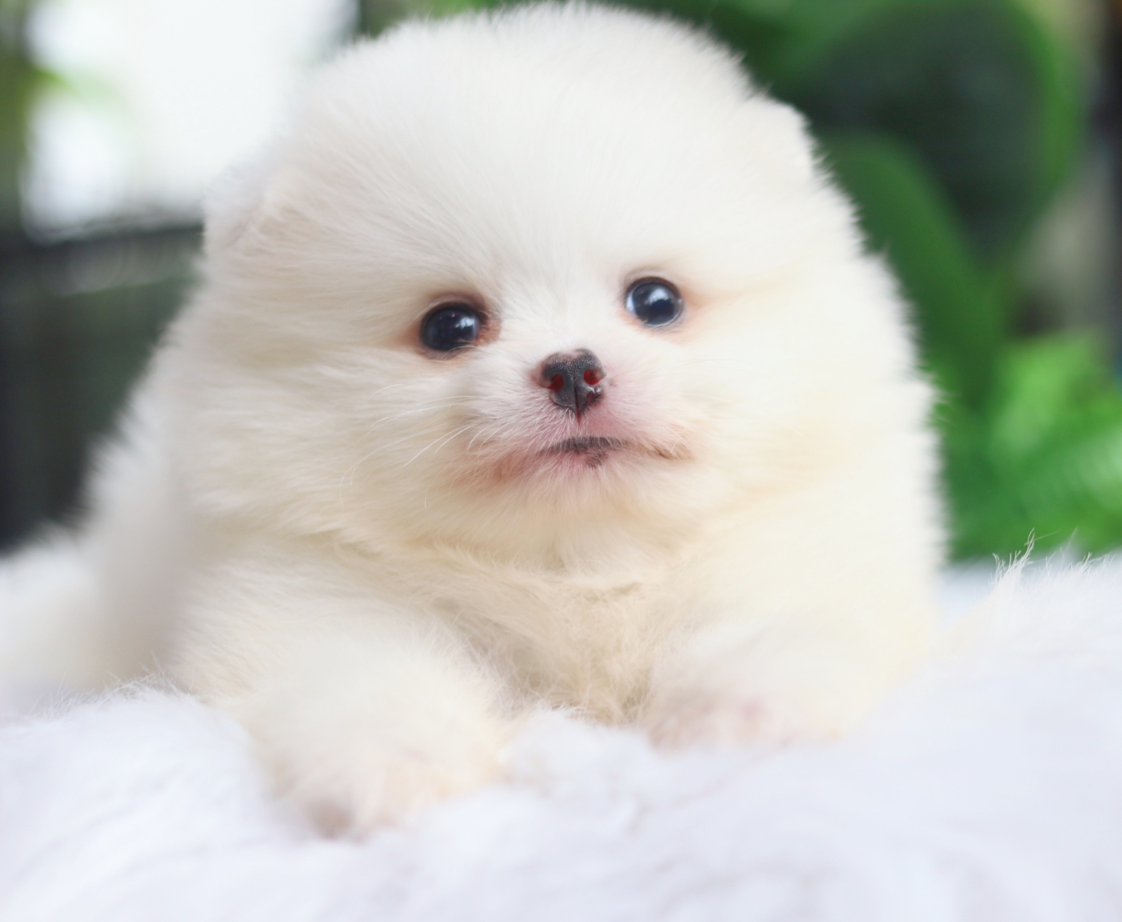 ปอมเมอเรเนียน เพศผู้สีขาวครีม