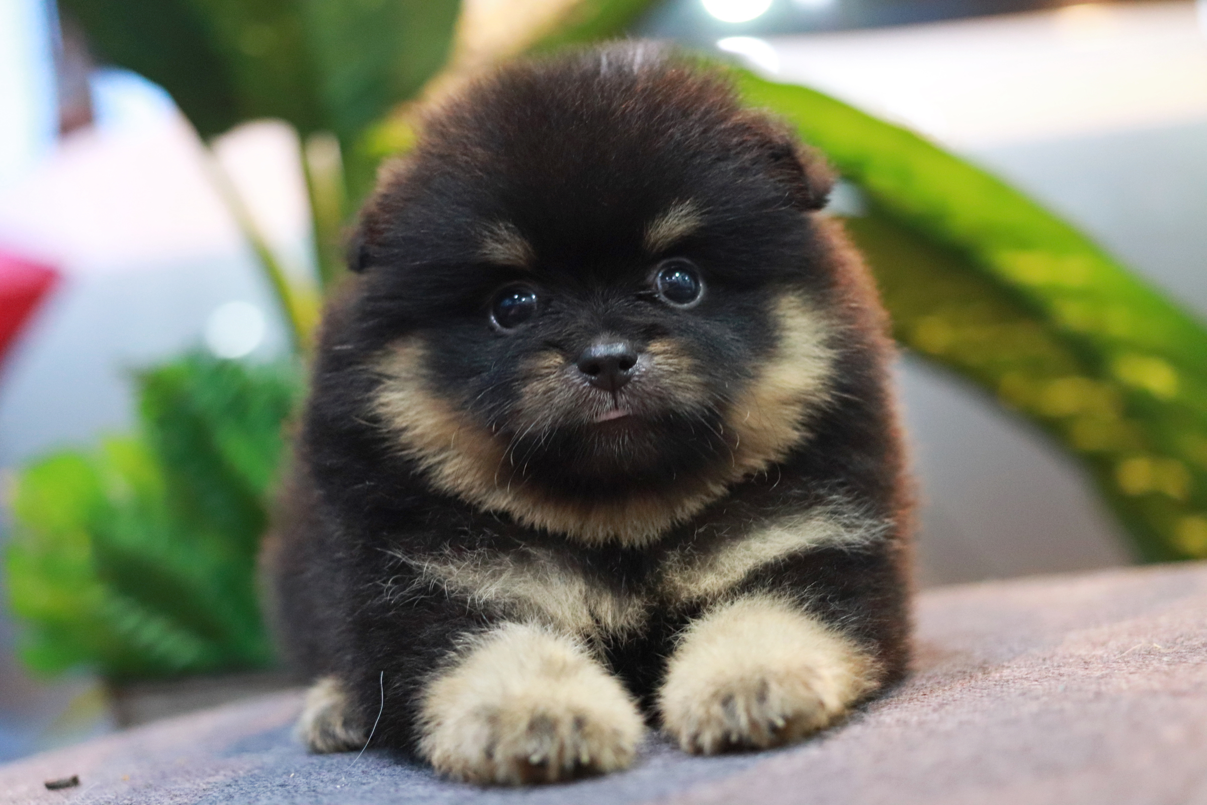 ปอมเมอเรเนียน เพศเมีย แบล็คแทนขนแน่น