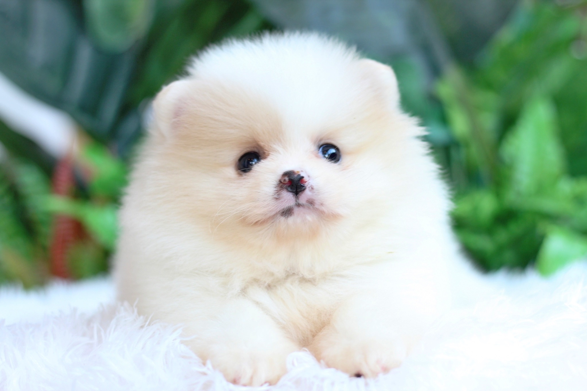 ปอมเมอเรเนียน เพศผู้ ขาวครีม