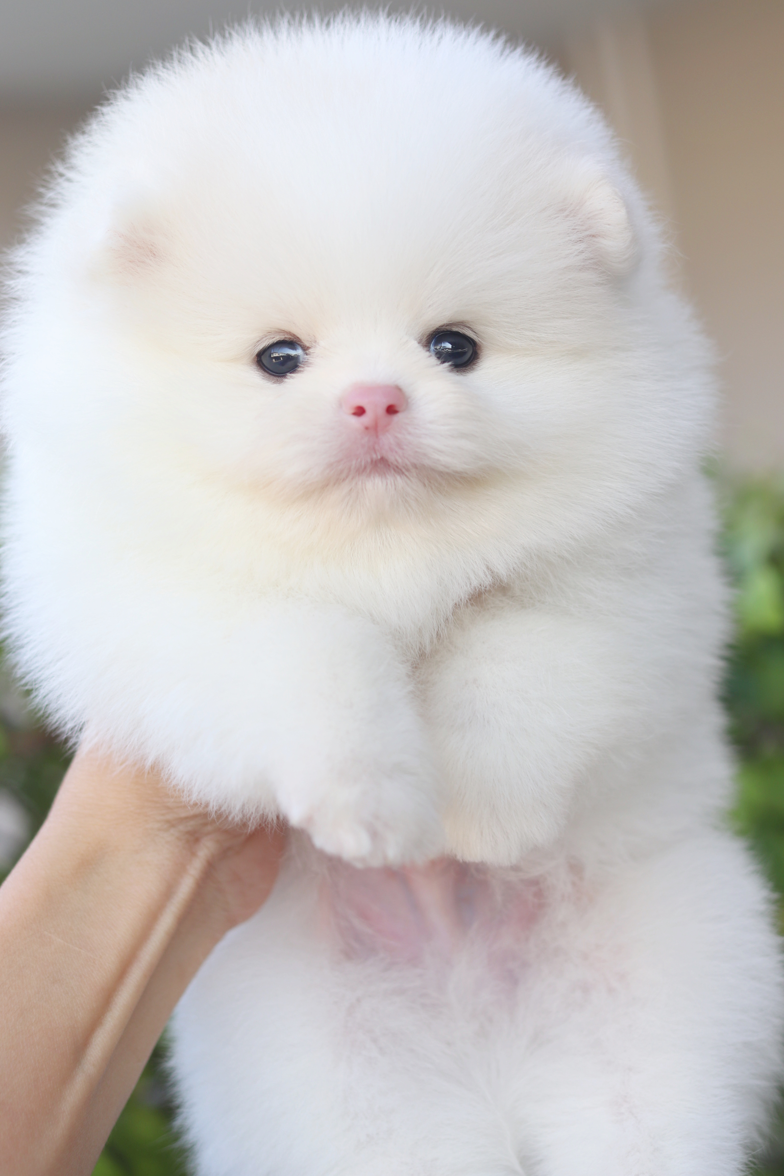 ปอมเมอเรเนียน เพศผู้สีขาวครีม