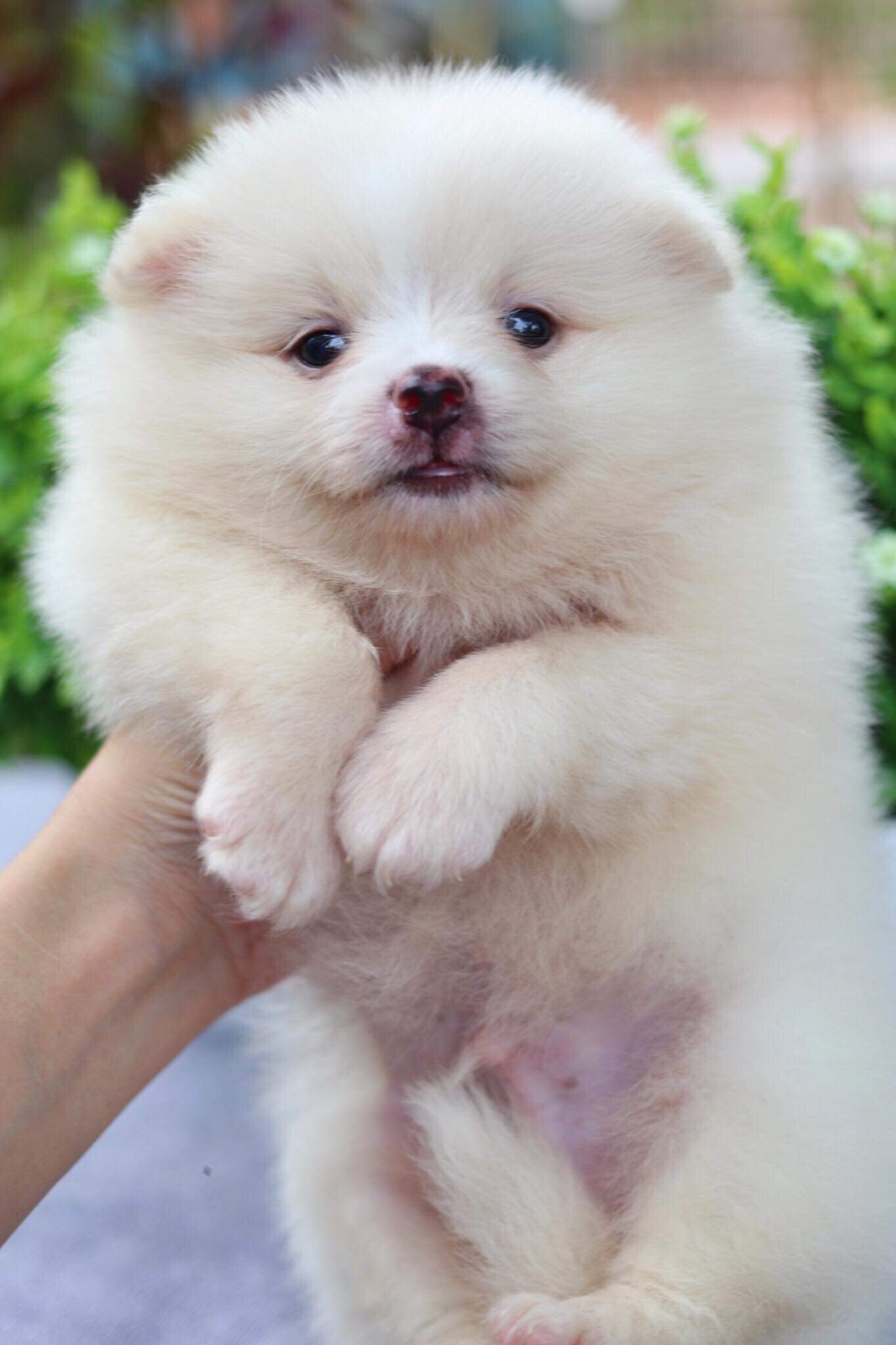 ปอมเมอเรเนียน เพศผู้