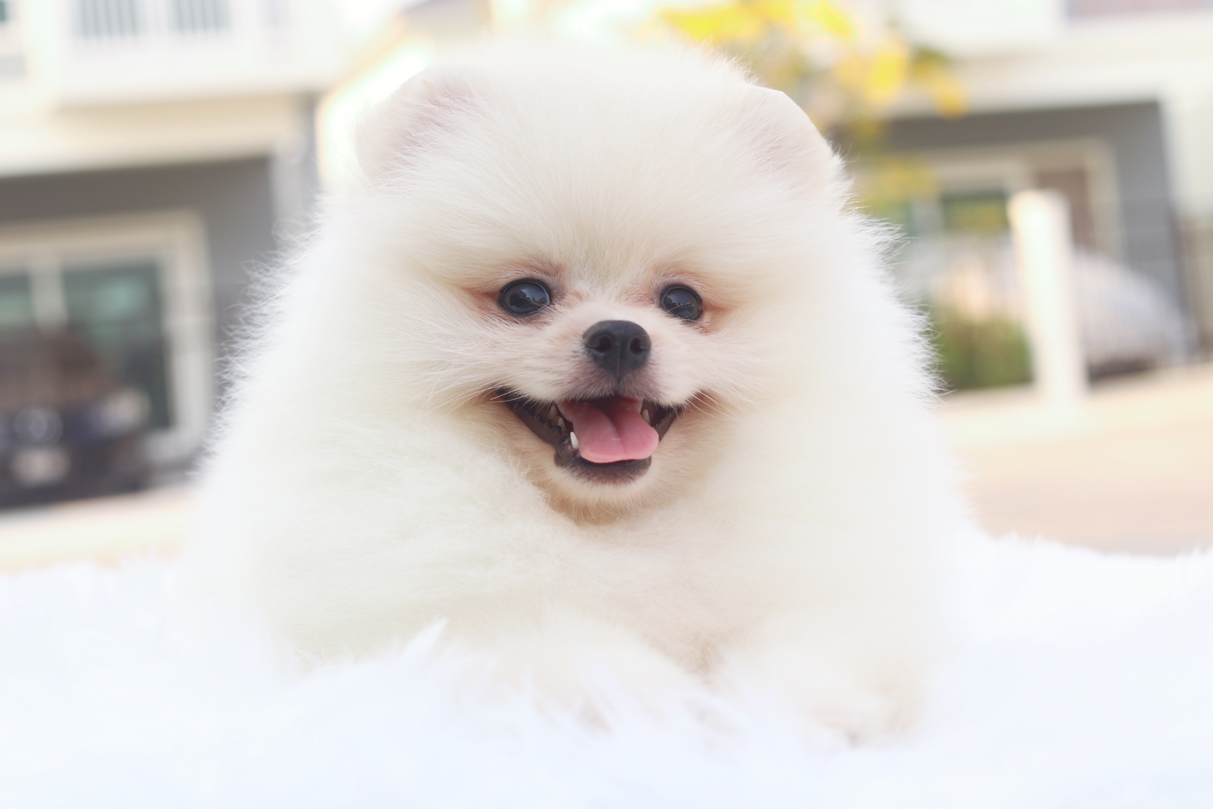 ปอมเมอเรเนียน เพศผู้ ขาวครีม