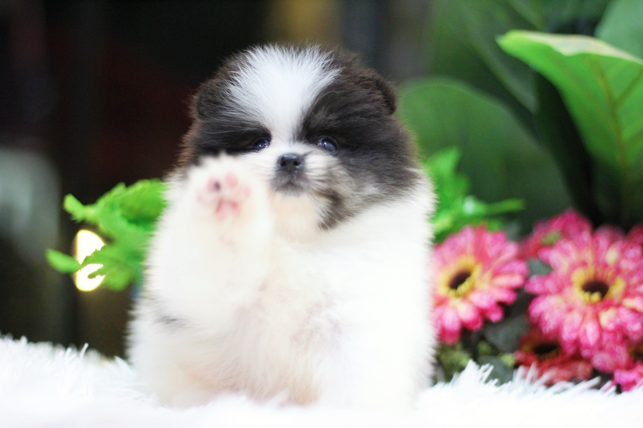 ปอมเมอเรเนียน เพศผู้ แฟนซีขาวดำมีคิ้ว