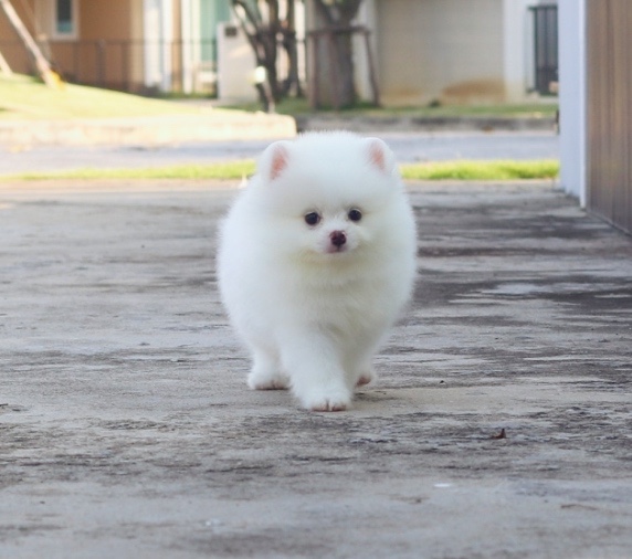 ปอมเมอเรเนียน เพศผู้สีขาวครีม