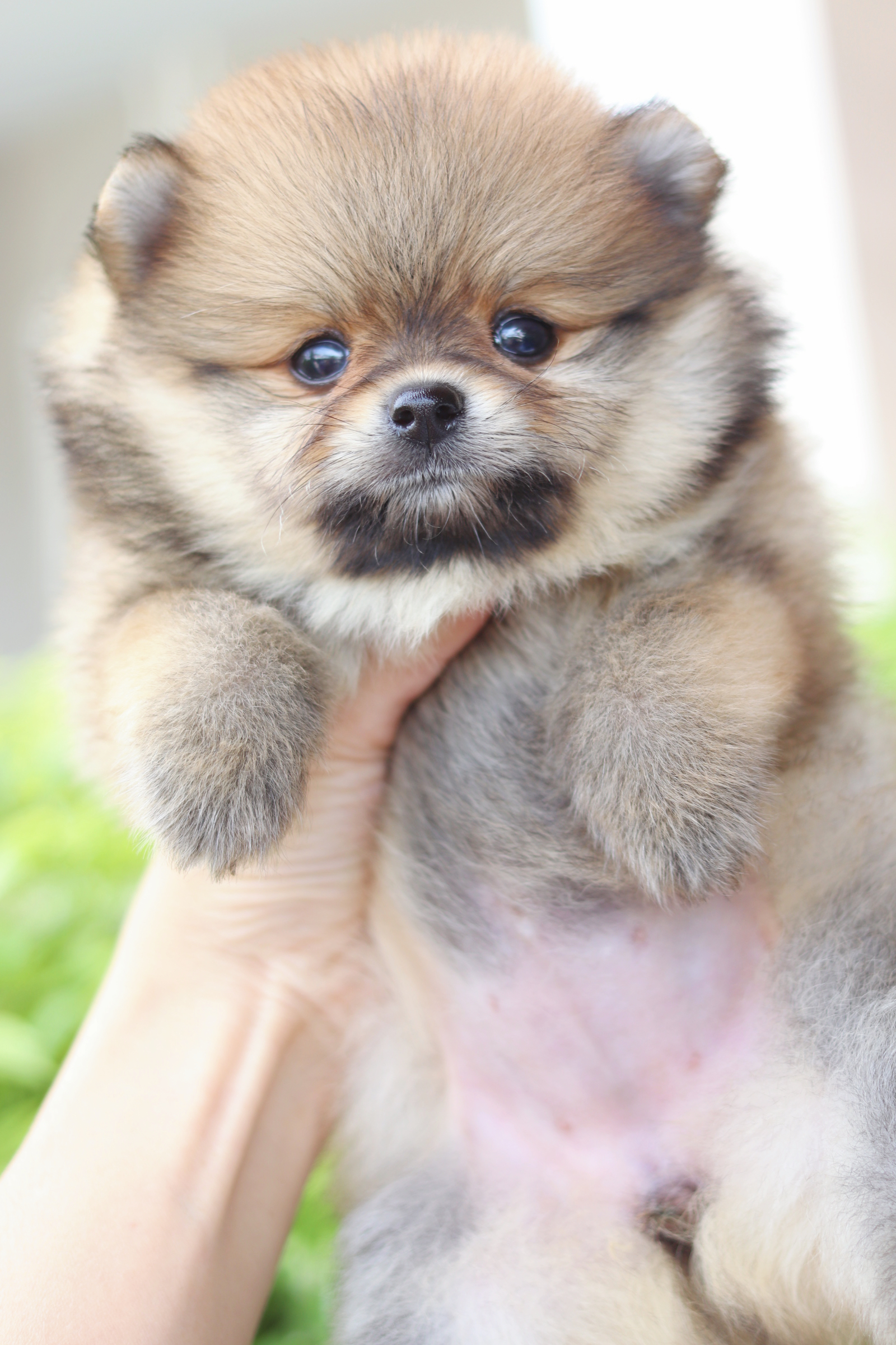 ปอมเมอเรเนียน เพศเมียสีส้ม