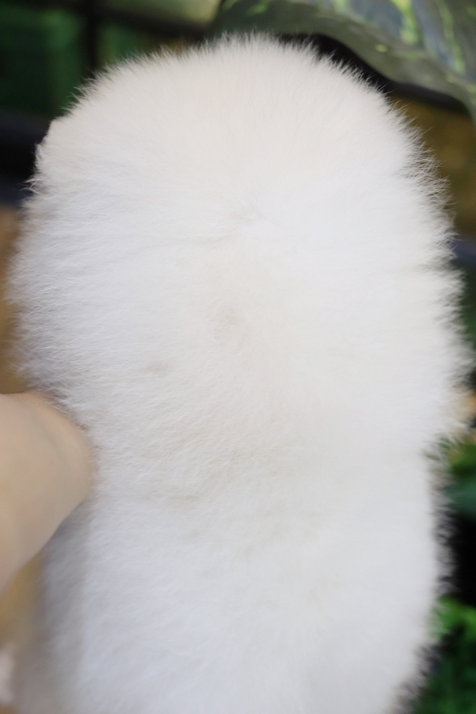 ปอมเมอเรเนียน เพศผู้ สีขาวครีม