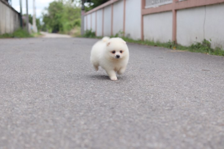 ปอมเมอเรเนียน เพศผู้