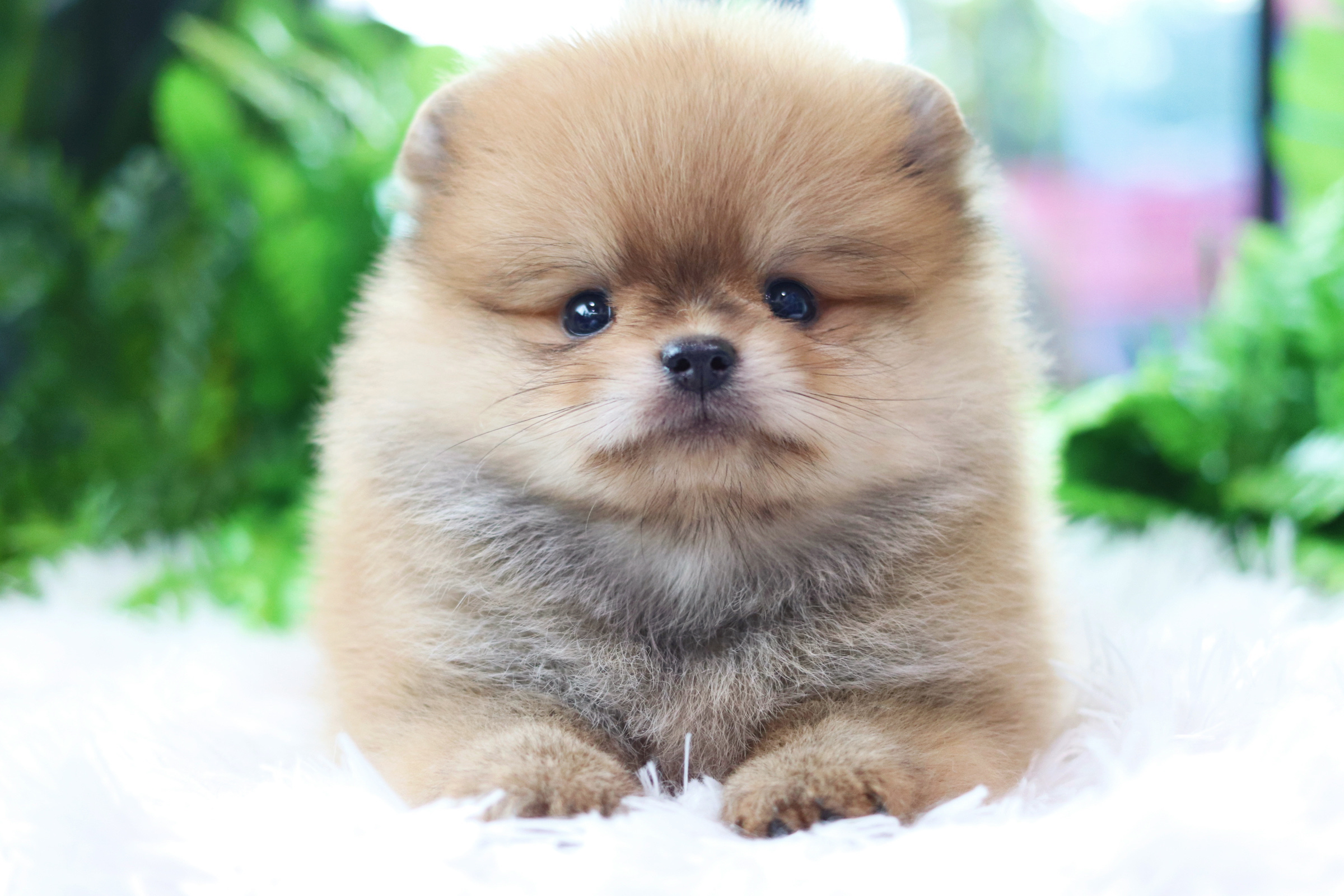 ปอมเมอเรเนียน เพศผู้ สีส้ม