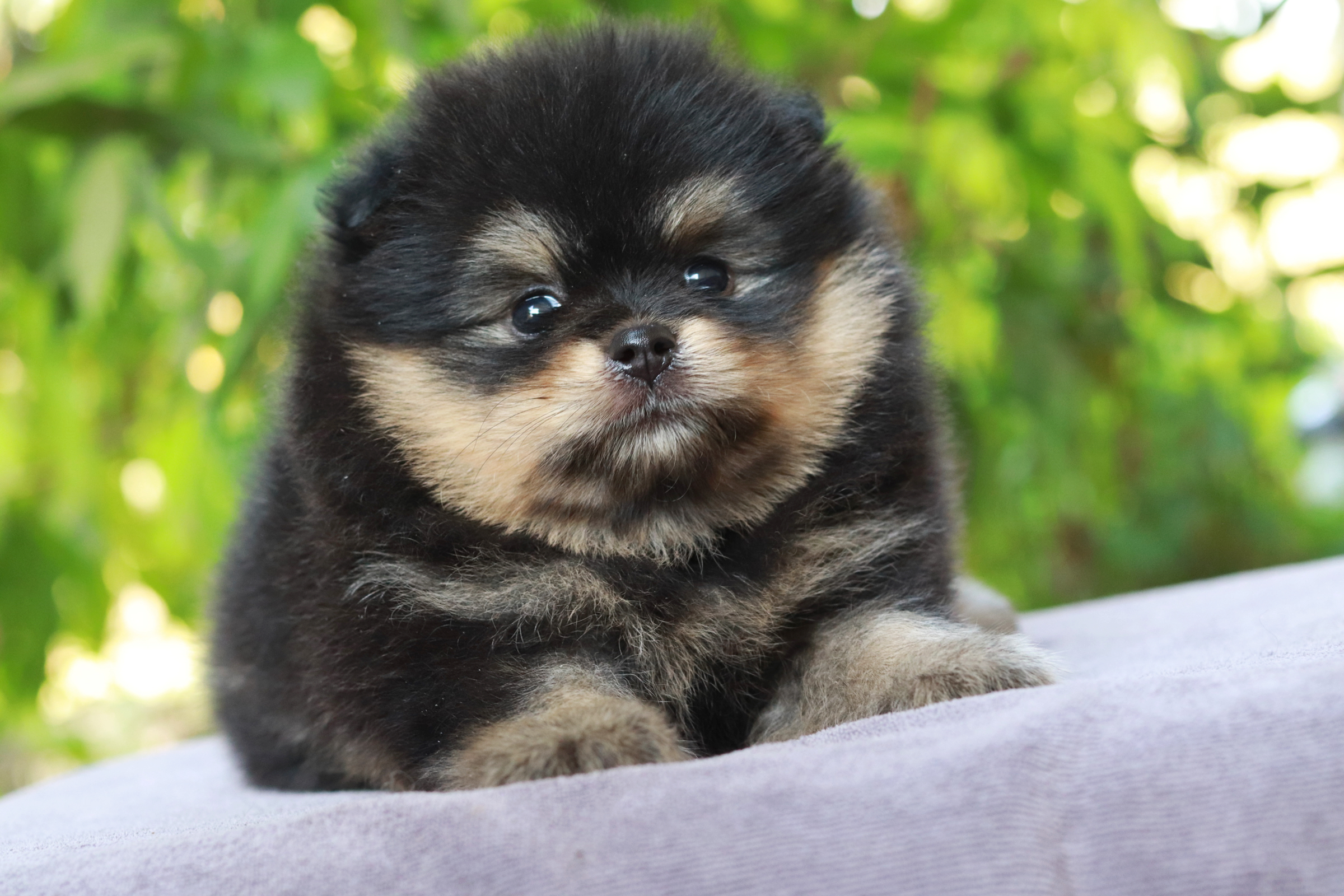 ปอมเมอเรเนียน เพศผู้