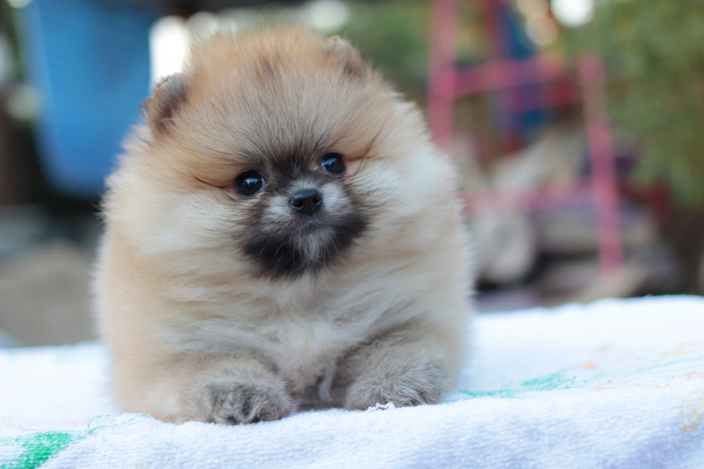 ปอมเมอเรเนียน เพศผู้สีส้มเกรดโชว์