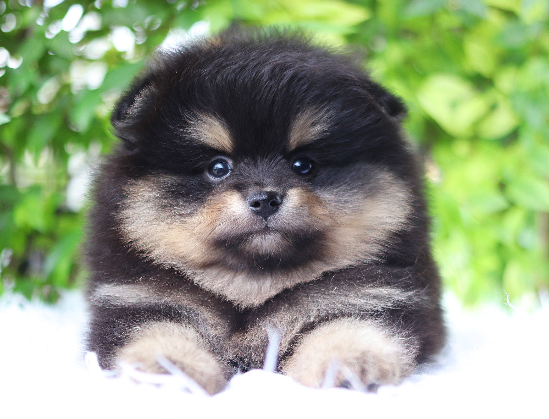 ปอมเมอเรเนียน เพศผู้ สีแบล็คแทน