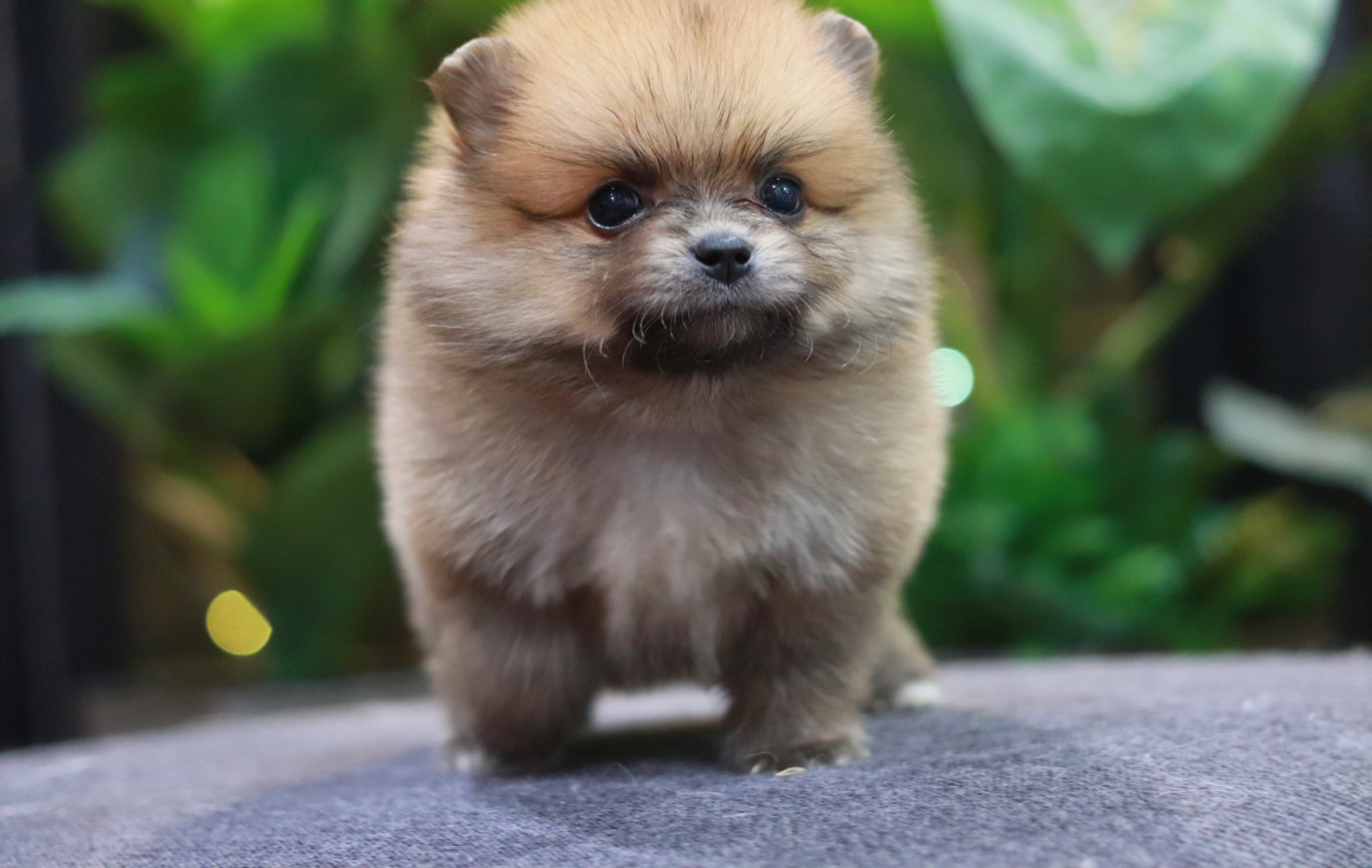 ปอมเมอเรเนียน เพศผู้