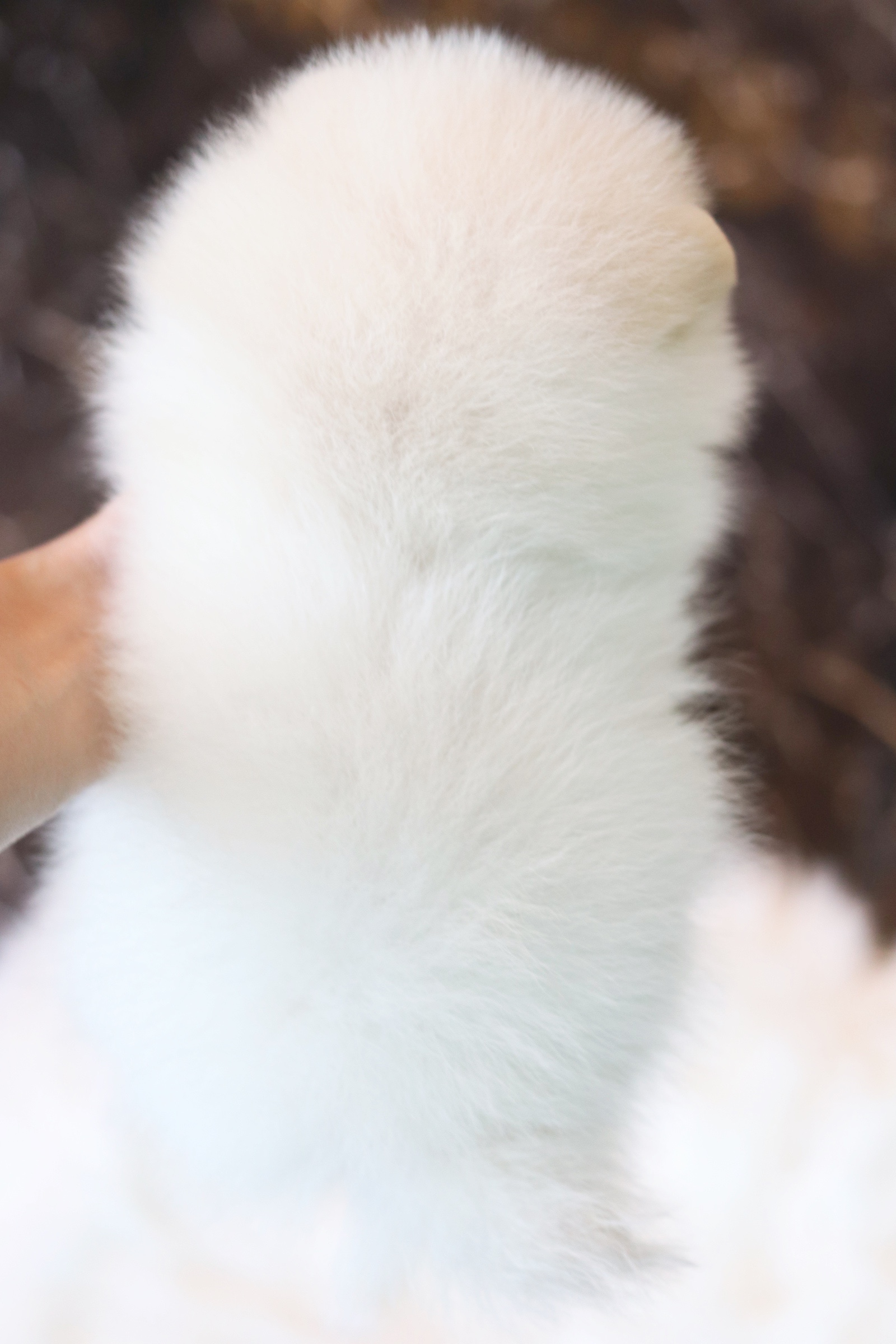 ปอมเมอเรเนียน เพศผู้ สีขาวครีม