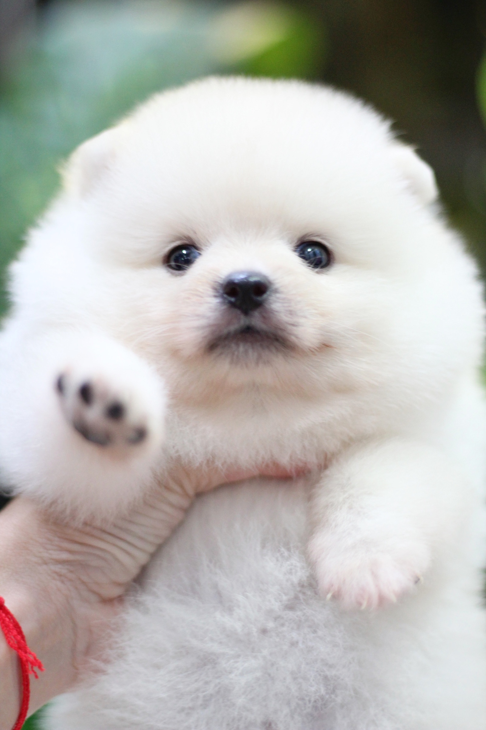 ปอมเมอเรเนียน เพศผู้ขาวครีม