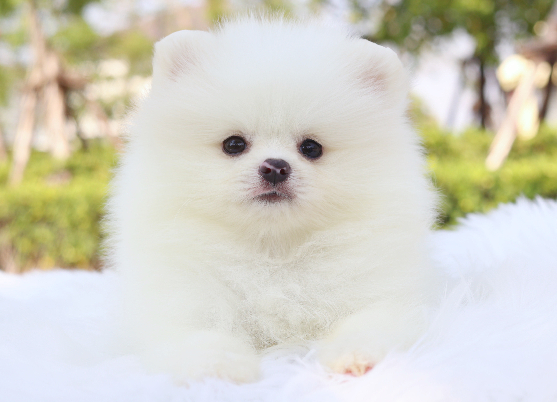 ปอมเมอเรเนียน เพศผู้สีขาวครีม