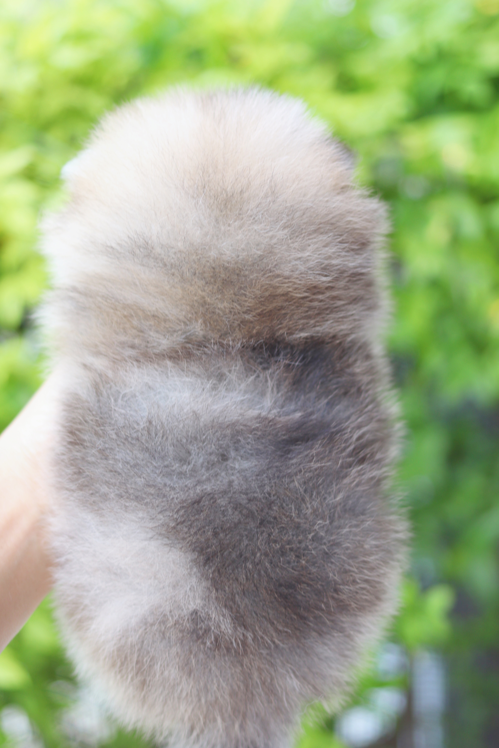 ปอมเมอเรเนียน เพศเมียสีส้ม