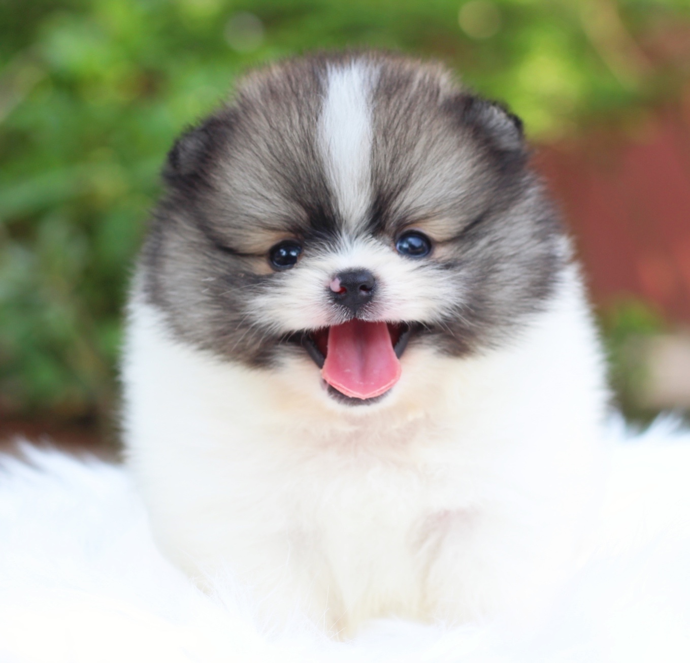 ปอมเมอเรเนียน เพศผู้ สีแฟนซี