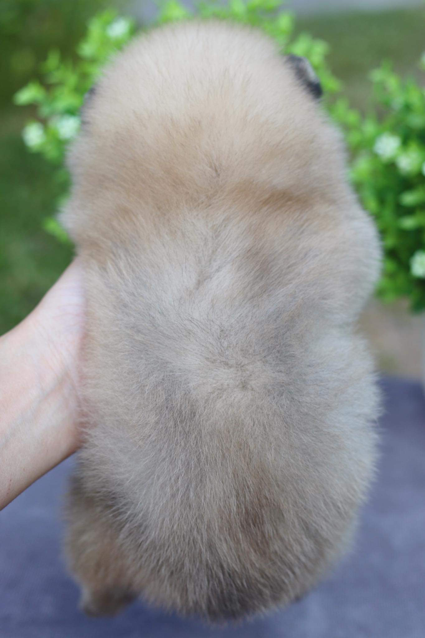ปอมเมอเรเนียน เพศเมีย
