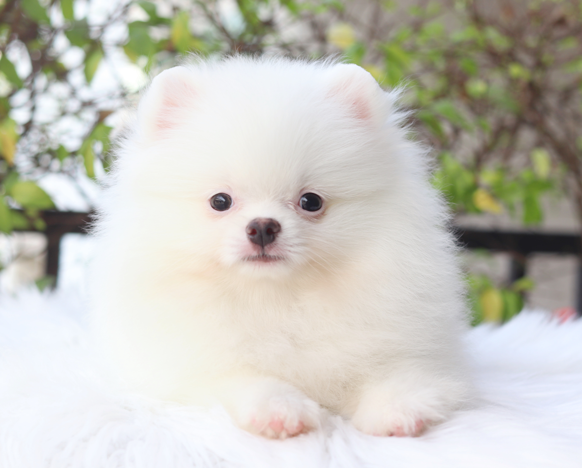 ปอมเมอเรเนียน เพศผู้ สีขาวครีม