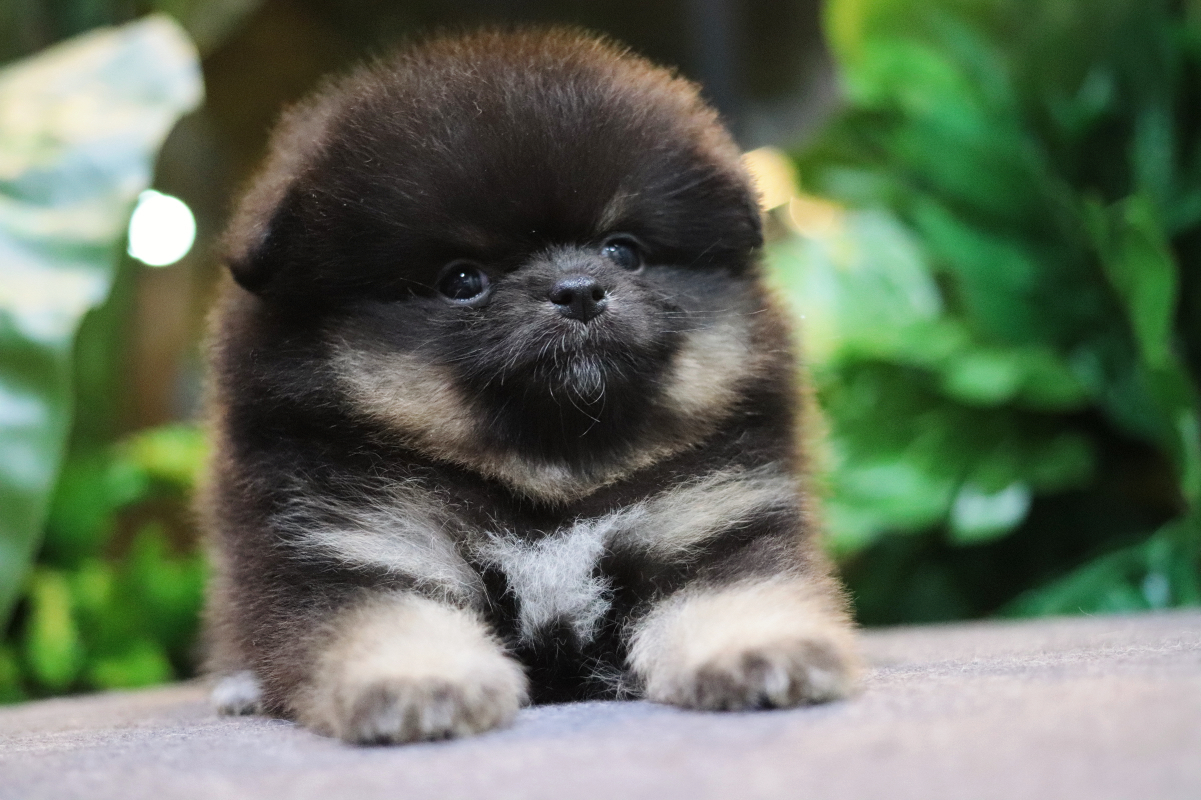 ปอมเมอเรเนียน เพศผู้ แบล็คแทน