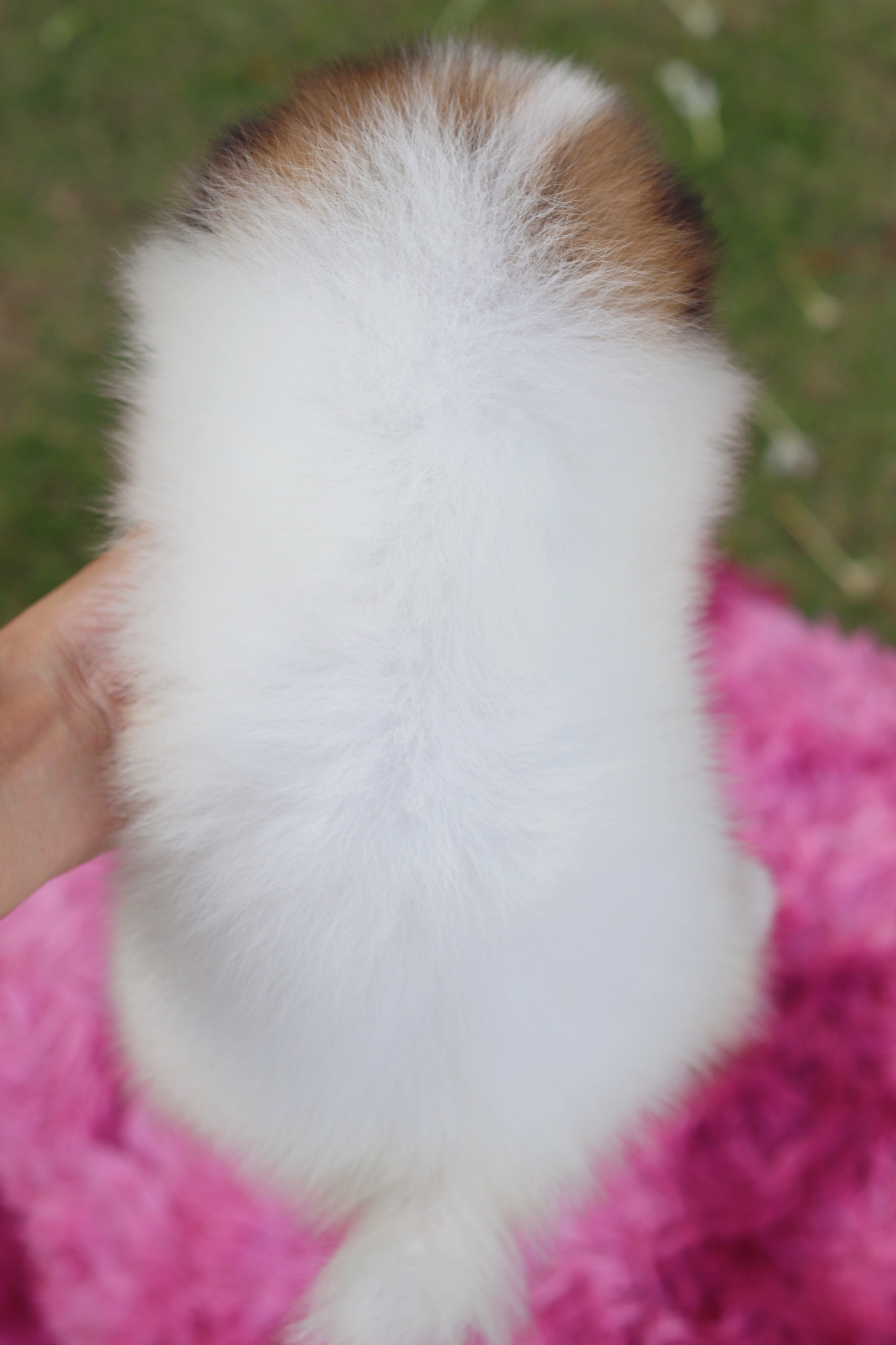 ปอมเมอเรเนียน เพศเมีย สีแฟนซี