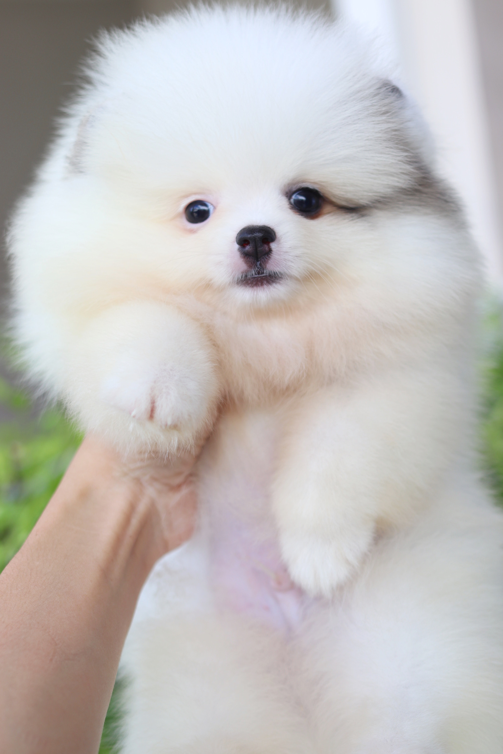 ปอมเมอเรเนียน เพศผู้สีแฟนซี